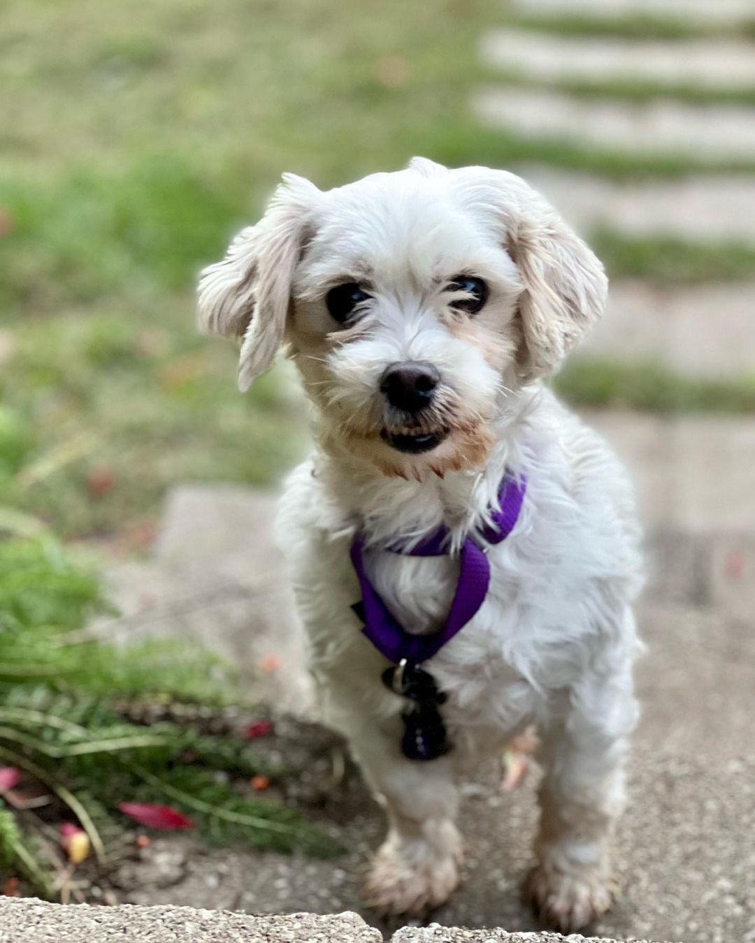 Little dog lovers, we have your girl! Meet Cortana, a purebred Coton de Tulear with an adorable underbite and the sweetest personality. 🤍🤍🤍

This 5 year old girl came to us this weekend as a breeder surrender and she is doing incredible in her foster home. She loves dogs of all sizes, kids and especially the cat - she does a hilarious little bounce in front of the cat to try to make her play with her (the humans all think this is very funny - the cat is less amused 🤣). She walks well on a leash, is gentle, is crate trained and is picking up potty training quickly. 🤍🤍🤍

Cortana is just 12lbs and doesn’t shed. She is eager for love and just melts into your lap when you pet her. She will be an easy going, loving companion for any home. Fill out an app to meet her before she’s scooped up! 🤍🤍🤍

<a target='_blank' href='https://www.instagram.com/explore/tags/adoptme/'>#adoptme</a> <a target='_blank' href='https://www.instagram.com/explore/tags/rescuedog/'>#rescuedog</a> <a target='_blank' href='https://www.instagram.com/explore/tags/cotondetulear/'>#cotondetulear</a> <a target='_blank' href='https://www.instagram.com/explore/tags/smalldog/'>#smalldog</a> <a target='_blank' href='https://www.instagram.com/explore/tags/familydog/'>#familydog</a> <a target='_blank' href='https://www.instagram.com/explore/tags/catfriendly/'>#catfriendly</a> <a target='_blank' href='https://www.instagram.com/explore/tags/love/'>#love</a> <a target='_blank' href='https://www.instagram.com/explore/tags/hypoallergenic/'>#hypoallergenic</a> <a target='_blank' href='https://www.instagram.com/explore/tags/mature/'>#mature</a> <a target='_blank' href='https://www.instagram.com/explore/tags/dogsofstl/'>#dogsofstl</a> <a target='_blank' href='https://www.instagram.com/explore/tags/dogsofstlouis/'>#dogsofstlouis</a> <a target='_blank' href='https://www.instagram.com/explore/tags/sweetheart/'>#sweetheart</a> <a target='_blank' href='https://www.instagram.com/explore/tags/pickme/'>#pickme</a>