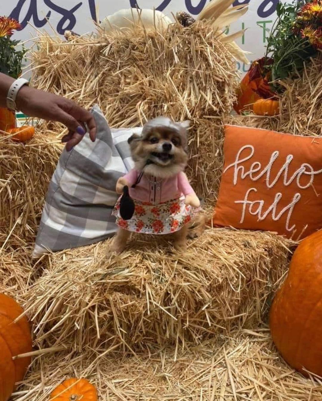 Happy Halloween!! From Adoptable Lacey and some of the FWFP Gang!! No tricks, ALL TREATS!! 🎃🦴🎃🦴🎃🦴

<a target='_blank' href='https://www.instagram.com/explore/tags/rescuelife/'>#rescuelife</a> <a target='_blank' href='https://www.instagram.com/explore/tags/adoptdontshop/'>#adoptdontshop</a> <a target='_blank' href='https://www.instagram.com/explore/tags/halloween/'>#halloween</a> <a target='_blank' href='https://www.instagram.com/explore/tags/trickortreat/'>#trickortreat</a> <a target='_blank' href='https://www.instagram.com/explore/tags/gooddog/'>#gooddog</a> <a target='_blank' href='https://www.instagram.com/explore/tags/yay/'>#yay</a> <a target='_blank' href='https://www.instagram.com/explore/tags/halloweencostumes/'>#halloweencostumes</a>