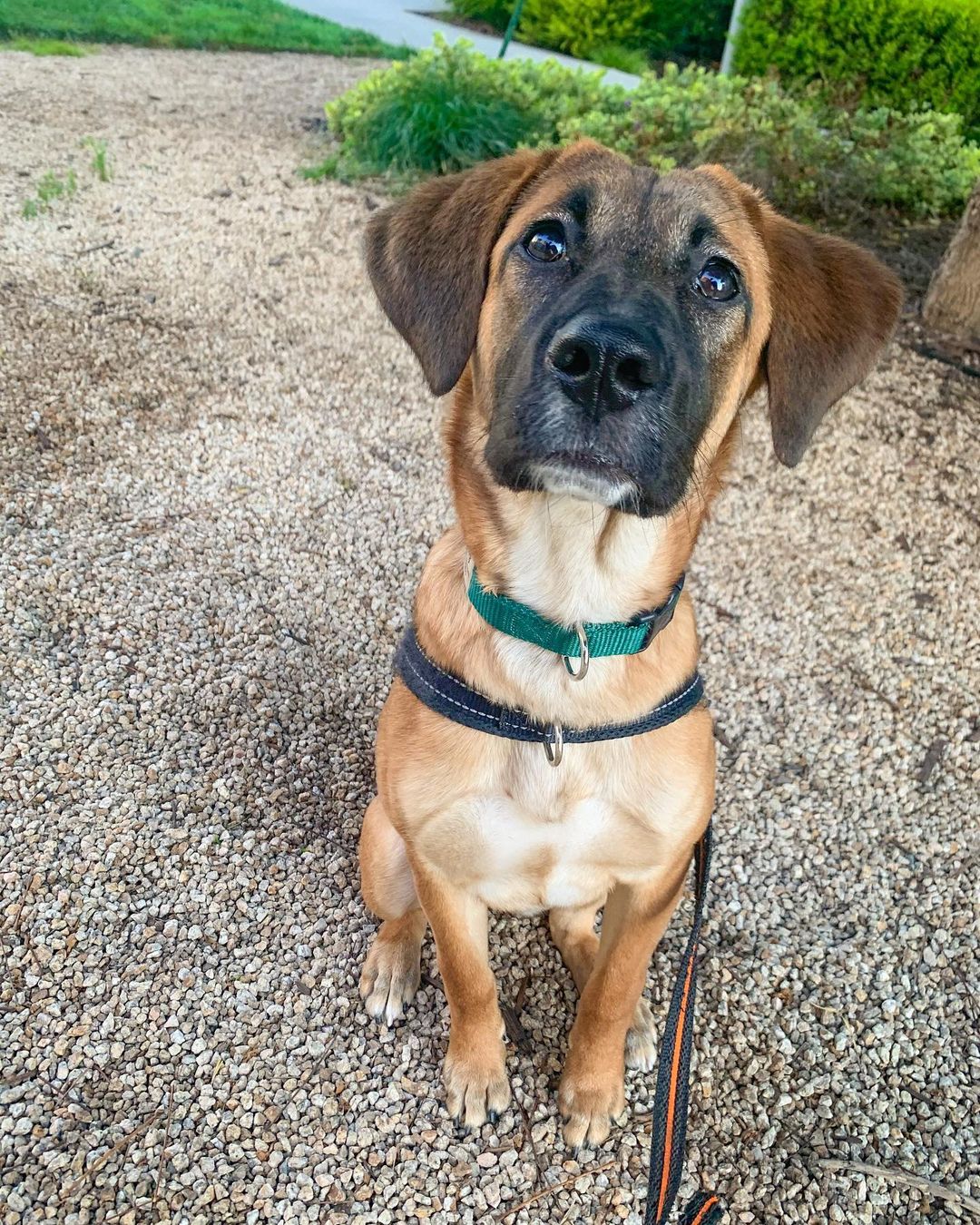 𝐄𝐌𝐄𝐑𝐘 🐕APPLICATION CLOSED
Age: 9 months old old
Gender: F
Weight: 42lbs
Breed: Shepherd/Hound mix
Dog: ✔️
Kids: ✔️
Cats: N/A
House-trained: ✔️
Crate trained: In Training
Leash: ✔️
Fostered In: Oakland, CA
____

Meet Emery! 🐶 Emery is an adorable 9 months old Shepherd/Hound mix puppy. Emery loves playing with other dogs outside and is great with people. She is working on walking on a leash, she does pull a bit and gets curious, but overall does great on walks. She knows basic commands: sit, shake, down, come, stay and is learning 