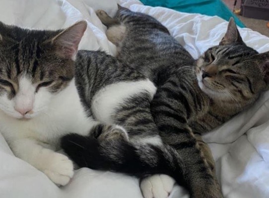 🚨🚨Have we got the PURRR-FECT duo for you!! Meet Madras and Cafe Latte 🚨🚨 A Bonded Pair Available for Adoption.

👉Cafe Latte is a tabby with white 6 month old cuddly male, and Madras is a classic handsome 6 month old brown tabby. 

👉Cafe Latte is an easy going boy who will love to cuddle you to pieces. Madras is a little shy at first, but once you win his heart, he has so much love to give. Sadly, Madras had a tough start to life, so he has been doing a wonderful job of learning that humans are good people. Cafe Latte brings Madras out of his shell and encourages all the confidence. 

👉These two just love to play, in fact, you will find Madras with his special fluffy toy he has claimed his favorite. These boys love to snuggle and take naps together, groom each other and just overall enjoy each others company. 

👉If you are looking for a pair of boys who will bring you so much love and happiness, please check out our website for Madras and Cafe Latte who are available for adoption as a Bonded Pair with Purr Partners Feline Rescue 😺