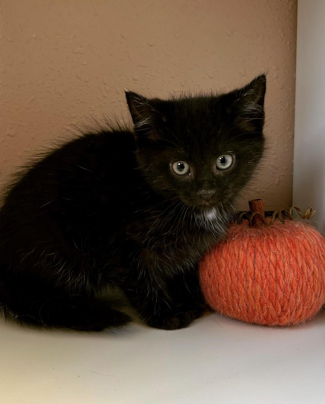 🎃 Happy Halloween from Y4C 🎃

Meet our *very scary* newest <a target='_blank' href='https://www.instagram.com/explore/tags/deCATurFosters/'>#deCATurFosters</a>! Spook, Wednesday, Uncle Fester, Gomez, Pugsley, Lurch. Spook was an orphan found crying in the rain and is about 10 weeks old. The Adams Family kittens were born to a feral mom, sheltered in a garage, and are about 7-8 weeks old. These creepers will be available for adoption in November, so keep an eye on our social media and yoga4cats.com/adopt! 

(Like our Halloween decor? Check out the @artfarmer217 and @onlyatthepair - you won’t want to miss the awesome holiday items they’ll have available!)

<a target='_blank' href='https://www.instagram.com/explore/tags/halloween/'>#halloween</a> <a target='_blank' href='https://www.instagram.com/explore/tags/kittens/'>#kittens</a> <a target='_blank' href='https://www.instagram.com/explore/tags/aww/'>#aww</a> <a target='_blank' href='https://www.instagram.com/explore/tags/spookyseason/'>#spookyseason</a> <a target='_blank' href='https://www.instagram.com/explore/tags/spook/'>#spook</a> <a target='_blank' href='https://www.instagram.com/explore/tags/adamsfamilymew/'>#adamsfamilymew</a> <a target='_blank' href='https://www.instagram.com/explore/tags/adopt/'>#adopt</a> <a target='_blank' href='https://www.instagram.com/explore/tags/decaturil/'>#decaturil</a> <a target='_blank' href='https://www.instagram.com/explore/tags/decaturillinois/'>#decaturillinois</a>