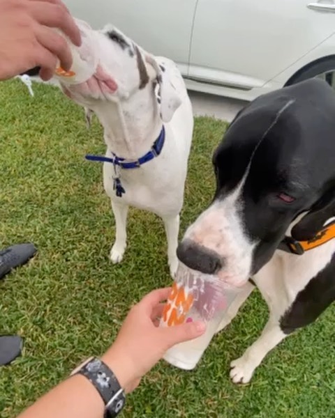 HAPPY TAILS UPDATE!! 

Y’all remember goofy Jace, right? Well he’s living the south Florida beach life now, his new name is Colt and he’s found his forever family with Ashley and George and new dane sister, Athena! The dynamic drool duo are already two peas in a pod together!! 

We are so excited for him! ❤️🐾🙌 So without further ado, everyone please shout out: “Welcome home Colt!” 

@athenathehousecow <a target='_blank' href='https://www.instagram.com/explore/tags/greatdane/'>#greatdane</a> <a target='_blank' href='https://www.instagram.com/explore/tags/greatdanesofinstagram/'>#greatdanesofinstagram</a> <a target='_blank' href='https://www.instagram.com/explore/tags/danesofinstagram/'>#danesofinstagram</a> <a target='_blank' href='https://www.instagram.com/explore/tags/rescuedane/'>#rescuedane</a> <a target='_blank' href='https://www.instagram.com/explore/tags/rescuesofinstagram/'>#rescuesofinstagram</a> <a target='_blank' href='https://www.instagram.com/explore/tags/dogsofinstagram/'>#dogsofinstagram</a> <a target='_blank' href='https://www.instagram.com/explore/tags/greatdanelove/'>#greatdanelove</a>