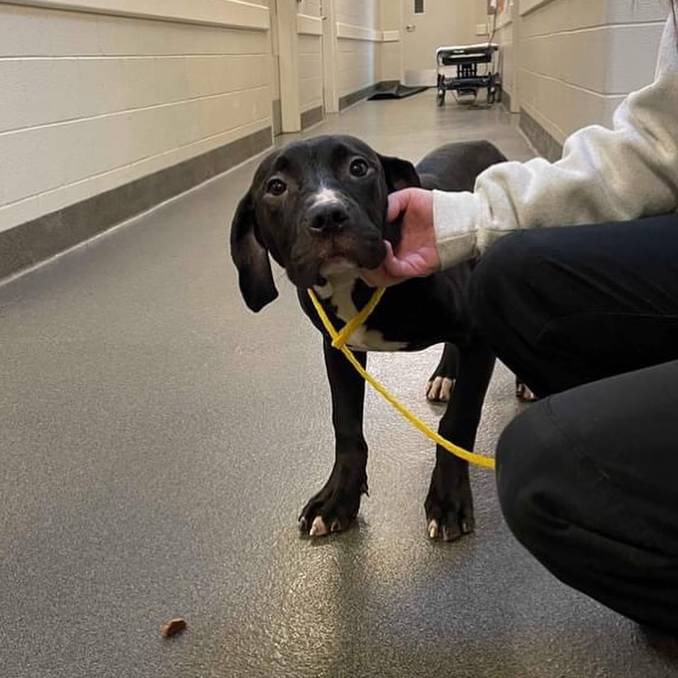 👉Here's a little weekend tear jerker and another amazing rescue by Steve Kuklica!

🤬This past week there were 2 dogs dumped off Hard Rd. in Worthington, OH near Kilbourne High School.

One was tied to a pole and one was loose and running. Franklin County was able to recover the black pup tied to the pole, but the white pup was too scared to come to anyone.

Sarah Baker contacted us to set traps after seeing the little white dog get hit by a car Thursday evening. Another local resident, Matt Smith, fortunately saw the pup Friday afternoon. Steve set a trap Saturday bright and early. He and officer Jones from FCDS had a little cook out to bait the area. Sure enough the scent caught her little nose and she watched as they baited with hot dogs and BBQ sauce. Within minutes of them leaving the area, she came for breakfast.

🙏Thanks to everyone in the community for your support of the process as we requested everyone stay out of the woods while the boys worked.... and to Steve and Office Jones for teaming up to save another one!

As a result of the number of simultaneous rescues we have going on, we are investing in more humane traps.

Donations will humbly be accepted. Our PayPal is ricopetrecovery@yahoo.com. 

Or via our DONATE button at ricopetrecovery.org

Also, Steve Kuklica and his wife Nichole Kuklica have recently completed the Missing Animal Response Lost Pet Recovery Training and have received certification from the program along with 4 others from our team. 👏👏👏👏👏👏👏

The last picture is the reunion of the two pups. The little boy decided to sit on his sister so she doesn't run off again! She has a little road rash, but otherwise looks good!