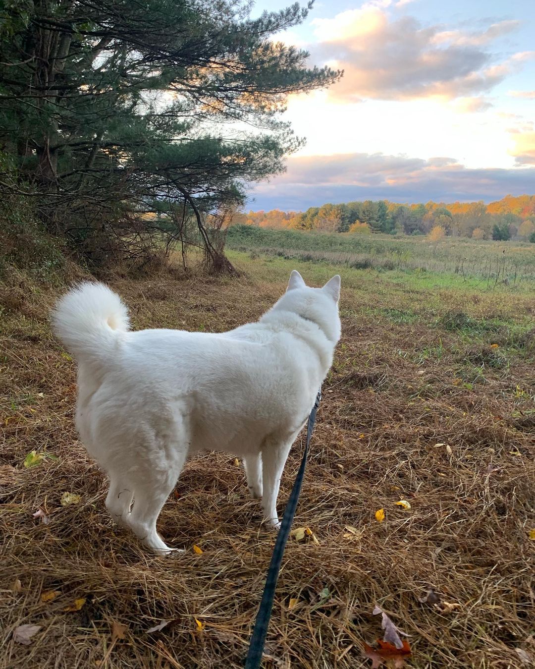 Finn MacCool 😎had a nice hike last before the Trick or Treat time 👻. He was mentally and physically exercised, then enjoyed a frozen Kong while keeping an eye on his dad and he faced the potential intruders at the door. Finn only had to bark 3 times and realized Dad had things under control and continued to enjoy his treats. We tried to keep him with his mom in the basement but Finn the family guardian asked to be close to Dad and be his back up. He’s usually a mama’s boy but his desire to protect the family outweighed his love for mama. Thankfully he did really well 🙌🏼🐾♥️🐾🙌🏼. He used to go crazy! But that’s behind us now. Changing Finn’s feelings about strangers at the door took time ⏰ and it’s a continuous work in progress. We do our best to manage the environment to help him be successful. 🐾♥️🐾 <a target='_blank' href='https://www.instagram.com/explore/tags/chaampmalamutes/'>#chaampmalamutes</a> <a target='_blank' href='https://www.instagram.com/explore/tags/hikingdog/'>#hikingdog</a>