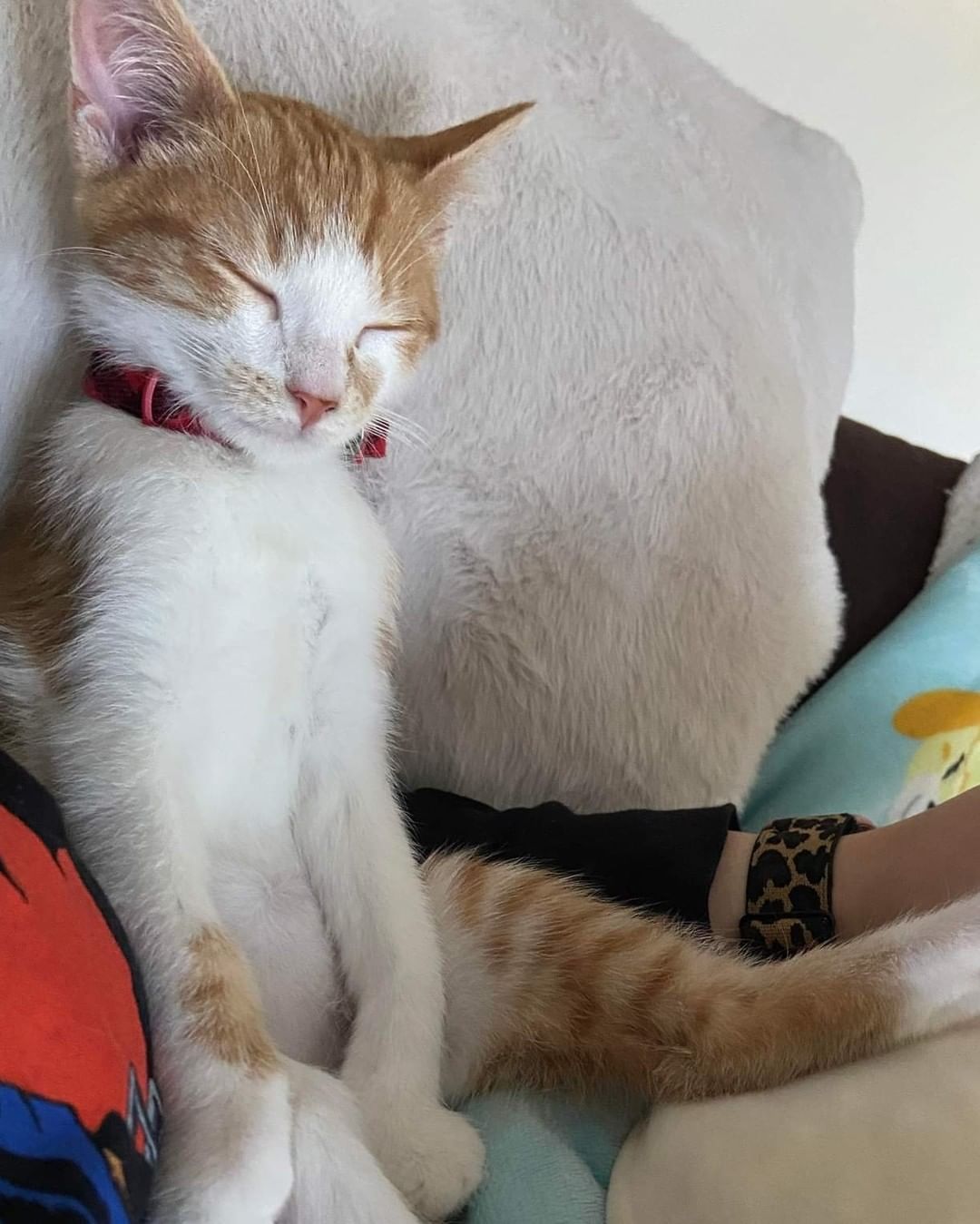 We always say kittens do better in pairs, and this pair were best friends in their foster home. 

Rambo (now Jinjo) & Petrie (now Oliver) are being spoiled rotten in their forever home! It's so rewarding to see our babies happy! <a target='_blank' href='https://www.instagram.com/explore/tags/bestfriends/'>#bestfriends</a>