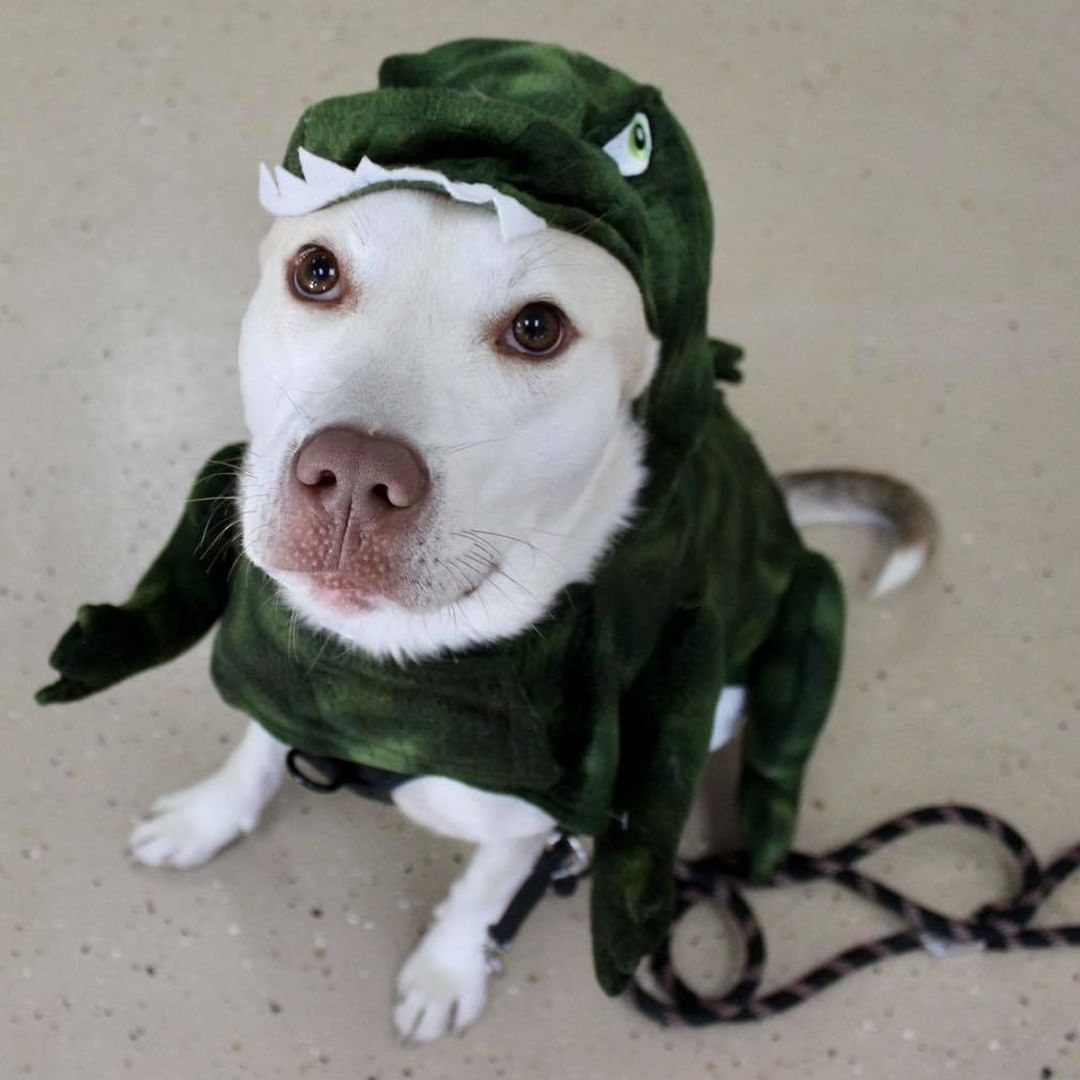 Happy Halloween from Reach Rescue🎃👻🐾
Adoptables got ready for the big day at yesterday’s adoption event. How cute do they look?! Let us know who your favorite is in the comments🤠

1. Bruce Lee the Cowboy
2. Paisley as Piglet
3. Journey the Unicorn
4. Axel as Eeyore
5. Buffy the Mermaid
6. Jason the Ice Cream Sundae
7. Freddy the Hot Dog
8. Kayak the Pumpkin 
9. Clara the Pig
10. Pearson the Dragon