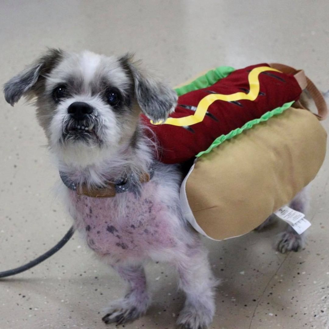 Happy Halloween from Reach Rescue🎃👻🐾
Adoptables got ready for the big day at yesterday’s adoption event. How cute do they look?! Let us know who your favorite is in the comments🤠

1. Bruce Lee the Cowboy
2. Paisley as Piglet
3. Journey the Unicorn
4. Axel as Eeyore
5. Buffy the Mermaid
6. Jason the Ice Cream Sundae
7. Freddy the Hot Dog
8. Kayak the Pumpkin 
9. Clara the Pig
10. Pearson the Dragon