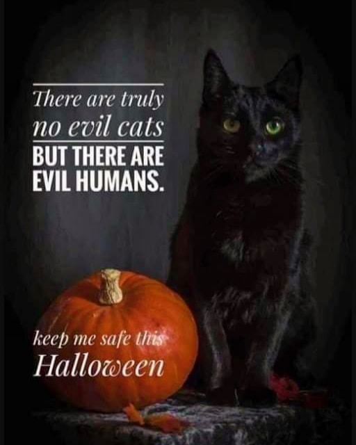 Keep <a target='_blank' href='https://www.instagram.com/explore/tags/BlackCats/'>#BlackCats</a> and all cats safe on <a target='_blank' href='https://www.instagram.com/explore/tags/Halloween/'>#Halloween</a> 
-----
🎃👻🎃