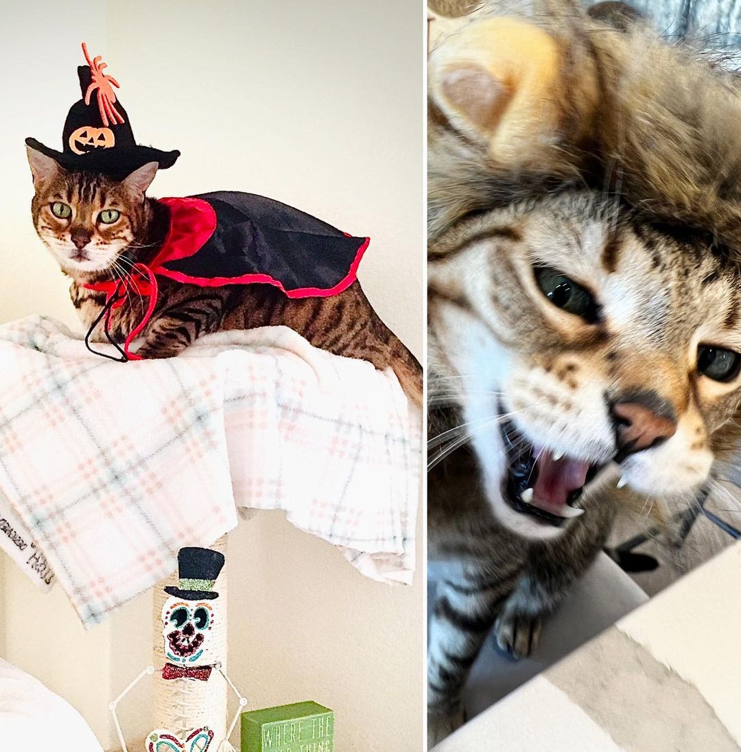 There are two types of Meowlloween cats. Which is yours? 

(Left) Bengal Rescue alumni extraordinaire, @bengalabbiekins. Loves rocking her very best poses for the camera. 

(Right) Our handsome spokescat, Maxy. Will dress up for treats but found this lion costume particularly insulting to his glitter coat. 

<a target='_blank' href='https://www.instagram.com/explore/tags/halloweencostume/'>#halloweencostume</a> <a target='_blank' href='https://www.instagram.com/explore/tags/halloween/'>#halloween</a> <a target='_blank' href='https://www.instagram.com/explore/tags/meowlloween/'>#meowlloween</a> <a target='_blank' href='https://www.instagram.com/explore/tags/bengals/'>#bengals</a> <a target='_blank' href='https://www.instagram.com/explore/tags/bengalcat/'>#bengalcat</a> <a target='_blank' href='https://www.instagram.com/explore/tags/savingbengals/'>#savingbengals</a> <a target='_blank' href='https://www.instagram.com/explore/tags/bengallife/'>#bengallife</a> <a target='_blank' href='https://www.instagram.com/explore/tags/catsincostumes/'>#catsincostumes</a> <a target='_blank' href='https://www.instagram.com/explore/tags/caturday/'>#caturday</a> <a target='_blank' href='https://www.instagram.com/explore/tags/saturday/'>#saturday</a> <a target='_blank' href='https://www.instagram.com/explore/tags/weekend/'>#weekend</a> <a target='_blank' href='https://www.instagram.com/explore/tags/weekendvibes/'>#weekendvibes</a> <a target='_blank' href='https://www.instagram.com/explore/tags/catlove/'>#catlove</a> <a target='_blank' href='https://www.instagram.com/explore/tags/costume/'>#costume</a>