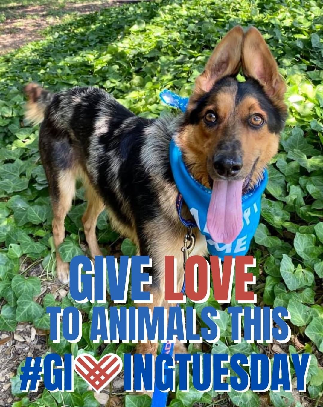 GIVING TUESDAY IS 30 DAYS AWAY!! Giving Tuesday is Tuesday, November 30, 2021 but the support these animals need is never ending. Any amount makes the biggest difference in saving a life and it would not be possible without all of you. This Giving Tuesday please consider making a donation to Fuzzy Friends Rescue. 
https://fuzzyfriendsrescue.com/donate/