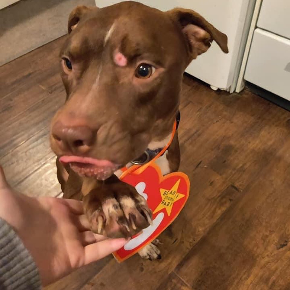 Happy Halloween!!! Who’s gonna take this Beanie Baby boy home for his treats?! 😍🥰 <a target='_blank' href='https://www.instagram.com/explore/tags/khalon/'>#khalon</a>