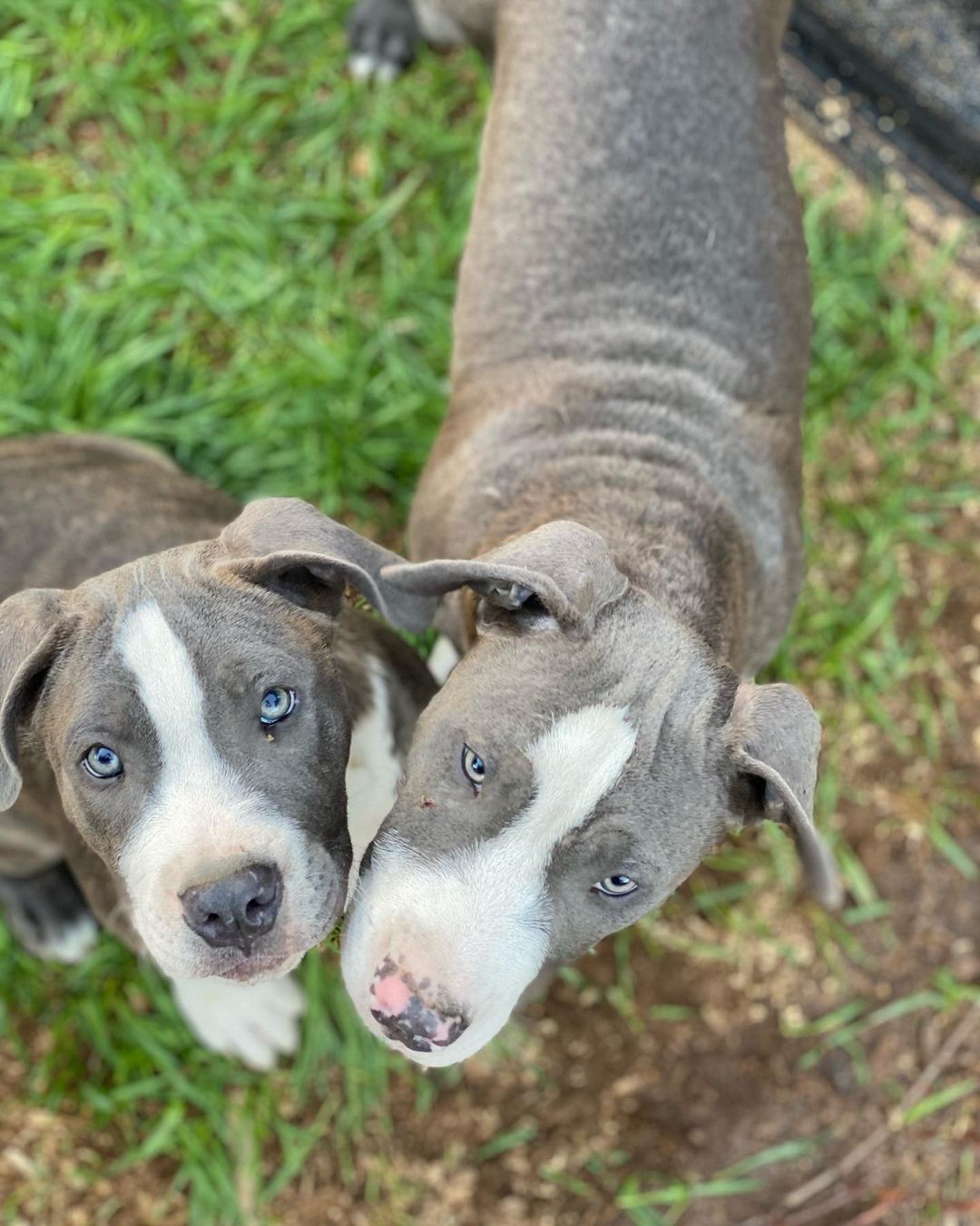 Some of the pups available now for adoption !  We have Mariah, momma dog to the following puppies, Homer, Nero & SuzyQ (4 months old). GG is the older sister at 12 months old. The Black & White Pup is Chop a Border Collie X @ 1.5 years and an awesome smart smart pup. All have been fixed, vaccinated, microchipped and wormed and are ready for their new homes! Contact Freedom Rescue at 760-428-2044 for more info or photos - make sure to leave your email for an Adoption Application. <a target='_blank' href='https://www.instagram.com/explore/tags/pitbull/'>#pitbull</a> <a target='_blank' href='https://www.instagram.com/explore/tags/bordercollie/'>#bordercollie</a> <a target='_blank' href='https://www.instagram.com/explore/tags/pitbullsofinstagram/'>#pitbullsofinstagram</a> <a target='_blank' href='https://www.instagram.com/explore/tags/pitbulls/'>#pitbulls</a> <a target='_blank' href='https://www.instagram.com/explore/tags/pitbullsofinstagram/'>#pitbullsofinstagram</a> <a target='_blank' href='https://www.instagram.com/explore/tags/pitbulllove/'>#pitbulllove</a> <a target='_blank' href='https://www.instagram.com/explore/tags/pitbullpuppy/'>#pitbullpuppy</a> <a target='_blank' href='https://www.instagram.com/explore/tags/pitbulllife/'>#pitbulllife</a> <a target='_blank' href='https://www.instagram.com/explore/tags/freedomrescue/'>#freedomrescue</a> <a target='_blank' href='https://www.instagram.com/explore/tags/freedomrescuetemecula/'>#freedomrescuetemecula</a>