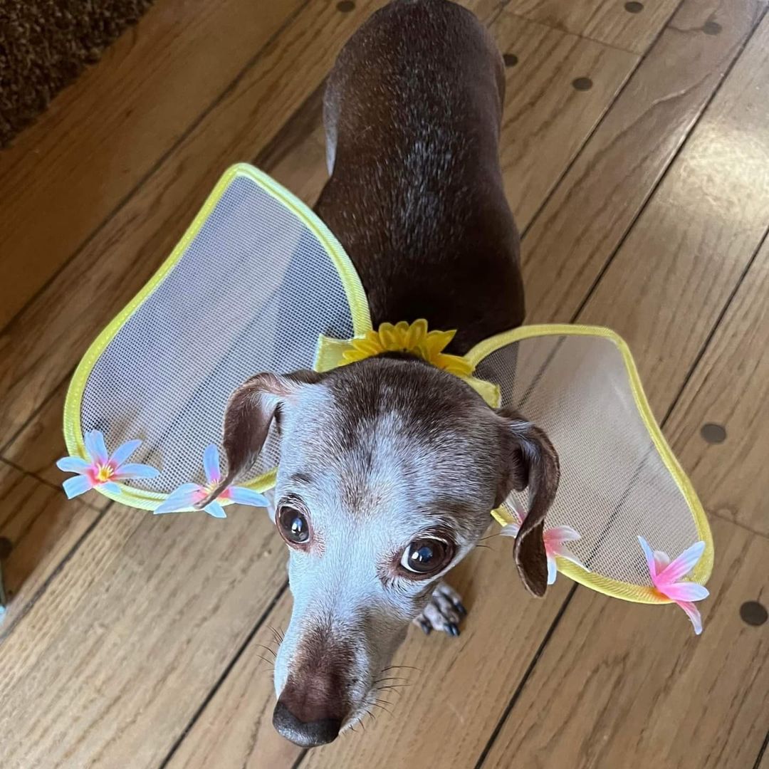 🧚Tinkerbell 🧚 Such a beautiful angel!
<a target='_blank' href='https://www.instagram.com/explore/tags/seniordachshund/'>#seniordachshund</a> <a target='_blank' href='https://www.instagram.com/explore/tags/seniordogs/'>#seniordogs</a> <a target='_blank' href='https://www.instagram.com/explore/tags/dachshunfsofinstagram/'>#dachshunfsofinstagram</a> <a target='_blank' href='https://www.instagram.com/explore/tags/doxiesofinstagram/'>#doxiesofinstagram</a> <a target='_blank' href='https://www.instagram.com/explore/tags/dachshund/'>#dachshund</a> <a target='_blank' href='https://www.instagram.com/explore/tags/doxie/'>#doxie</a> <a target='_blank' href='https://www.instagram.com/explore/tags/happyhalloween/'>#happyhalloween</a> <a target='_blank' href='https://www.instagram.com/explore/tags/halloweenie/'>#halloweenie</a> <a target='_blank' href='https://www.instagram.com/explore/tags/diabeticdog/'>#diabeticdog</a> <a target='_blank' href='https://www.instagram.com/explore/tags/weenie/'>#weenie</a> <a target='_blank' href='https://www.instagram.com/explore/tags/rescuedogsofinstagram/'>#rescuedogsofinstagram</a> <a target='_blank' href='https://www.instagram.com/explore/tags/seniordogsofinstagram/'>#seniordogsofinstagram</a> <a target='_blank' href='https://www.instagram.com/explore/tags/adoptdontshop/'>#adoptdontshop</a> <a target='_blank' href='https://www.instagram.com/explore/tags/adopt/'>#adopt</a> <a target='_blank' href='https://www.instagram.com/explore/tags/angel/'>#angel</a> <a target='_blank' href='https://www.instagram.com/explore/tags/lovedogs/'>#lovedogs</a>