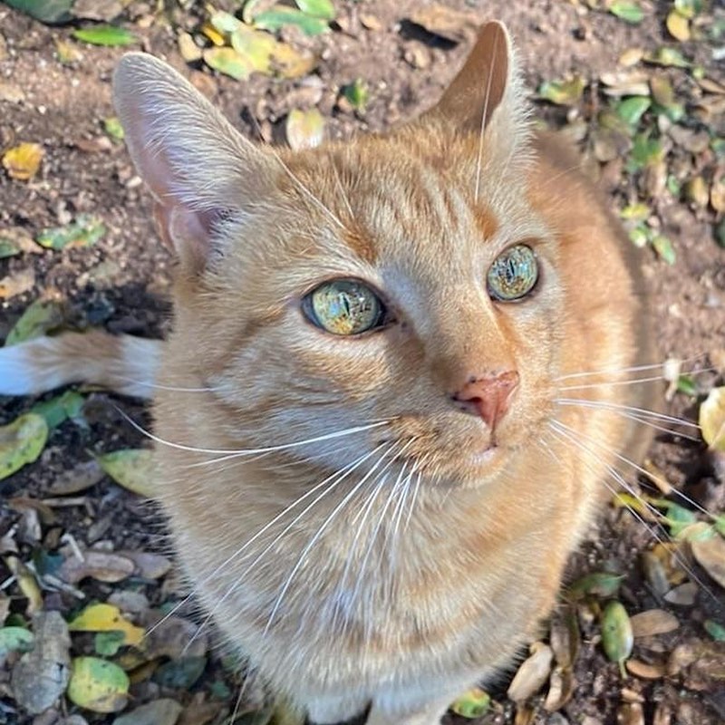 I AM STILL LOOKING for a new family - SPREAD THE WORD. Here is my profile:
Hi, I’m  Thomas and you know what they say about us ginger cats...we're AWESOME! I'm your typical love bug and want your attention when you're willing to give it to me. I'm also a pretty mellow guy at 11 years young. I'm used to living with older adults so I'm not into active sports or long work days, rather quiet evenings maybe a card game here and there or late night movies are more my lifestyle. If this is what you're looking for then please contact Christine. I'm really looking forward to a warm lap to snuggle on... cmorrisfkchs@gmail.com or 916-365-2465
.
.
.
.
.
.
.
<a target='_blank' href='https://www.instagram.com/explore/tags/nonprofitorganization/'>#nonprofitorganization</a> <a target='_blank' href='https://www.instagram.com/explore/tags/fatkittycity/'>#fatkittycity</a> <a target='_blank' href='https://www.instagram.com/explore/tags/fatkittycitysanctuary/'>#fatkittycitysanctuary</a> <a target='_blank' href='https://www.instagram.com/explore/tags/orangecats/'>#orangecats</a> <a target='_blank' href='https://www.instagram.com/explore/tags/rescuecatsofinstagram/'>#rescuecatsofinstagram</a> <a target='_blank' href='https://www.instagram.com/explore/tags/rescuecatsrule/'>#rescuecatsrule</a> <a target='_blank' href='https://www.instagram.com/explore/tags/fatkittycitysanctuary/'>#fatkittycitysanctuary</a> <a target='_blank' href='https://www.instagram.com/explore/tags/greeneyes/'>#greeneyes</a> <a target='_blank' href='https://www.instagram.com/explore/tags/rescuecat/'>#rescuecat</a> <a target='_blank' href='https://www.instagram.com/explore/tags/adoptcats/'>#adoptcats</a> <a target='_blank' href='https://www.instagram.com/explore/tags/kotek/'>#kotek</a> <a target='_blank' href='https://www.instagram.com/explore/tags/petlover/'>#petlover</a> <a target='_blank' href='https://www.instagram.com/explore/tags/beautifulkitty/'>#beautifulkitty</a> <a target='_blank' href='https://www.instagram.com/explore/tags/felineeyes/'>#felineeyes</a> <a target='_blank' href='https://www.instagram.com/explore/tags/beautifulcat/'>#beautifulcat</a> <a target='_blank' href='https://www.instagram.com/explore/tags/meowmeow/'>#meowmeow</a> <a target='_blank' href='https://www.instagram.com/explore/tags/sanctuarycats/'>#sanctuarycats</a> <a target='_blank' href='https://www.instagram.com/explore/tags/rescuekitties/'>#rescuekitties</a> <a target='_blank' href='https://www.instagram.com/explore/tags/eldoradohillsca/'>#eldoradohillsca</a> <a target='_blank' href='https://www.instagram.com/explore/tags/folsomcats/'>#folsomcats</a> <a target='_blank' href='https://www.instagram.com/explore/tags/sacramentocats/'>#sacramentocats</a> <a target='_blank' href='https://www.instagram.com/explore/tags/orangetabby/'>#orangetabby</a>