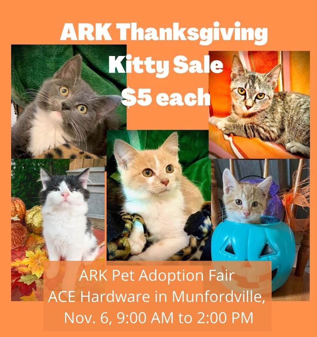 They're fixed, they're vetted, and they're adorable!  You can get a good kitty for only $5 at this Saturday's Pet Adoption Fair - ACE Hardware in Munfordville.  This is a great deal, considering the health care they have already received.  We also have some dogs who need furever homes. Come check them out this Saturday, 9:00 to 2:00!  <a target='_blank' href='https://www.instagram.com/explore/tags/ARKadopt/'>#ARKadopt</a>, <a target='_blank' href='https://www.instagram.com/explore/tags/ARK/'>#ARK</a>