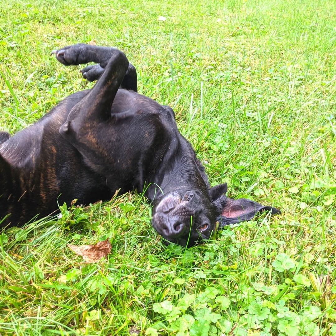 🐶 Tongue Out Tuesday Hunter style! 🐶

Hunter is a smart 3-year-old Plott Hound who genuinely believes it's his duty to patrol our fields and he loves every minute of it! All he's missing is the Sherlock cap!

Hunter looks out for the day he finds his forever home, but we're not just finding homes for dogs, we're also finding homes for those who will love them! ❤️ 🐾 

Hunter's best fit is an adult-only home with an active lifestyle. He gets along well with other dogs and cats too!

While Hunter patiently awaits his new family, we'll make sure to give him the love, care, and attention he deserves before you visit! Submit an application today and come get to know Hunter! 💚

<a target='_blank' href='https://www.instagram.com/explore/tags/TongueOutTuesday/'>#TongueOutTuesday</a> <a target='_blank' href='https://www.instagram.com/explore/tags/RescueDogsRock/'>#RescueDogsRock</a> <a target='_blank' href='https://www.instagram.com/explore/tags/NonProfitLife/'>#NonProfitLife</a> <a target='_blank' href='https://www.instagram.com/explore/tags/RescueDogs/'>#RescueDogs</a> <a target='_blank' href='https://www.instagram.com/explore/tags/TheirVoiceRescue/'>#TheirVoiceRescue</a> <a target='_blank' href='https://www.instagram.com/explore/tags/AdoptDontShop/'>#AdoptDontShop</a>