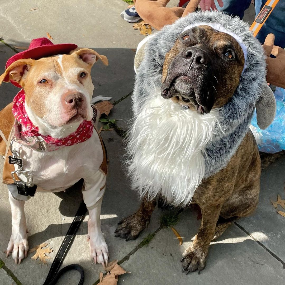 It’s always a TREAT to see our dogs living their best lives🧡 Happy Howloween from @reboundhounds fospice @blossomsbestlife 🌸 and alum Daffodil 🌼