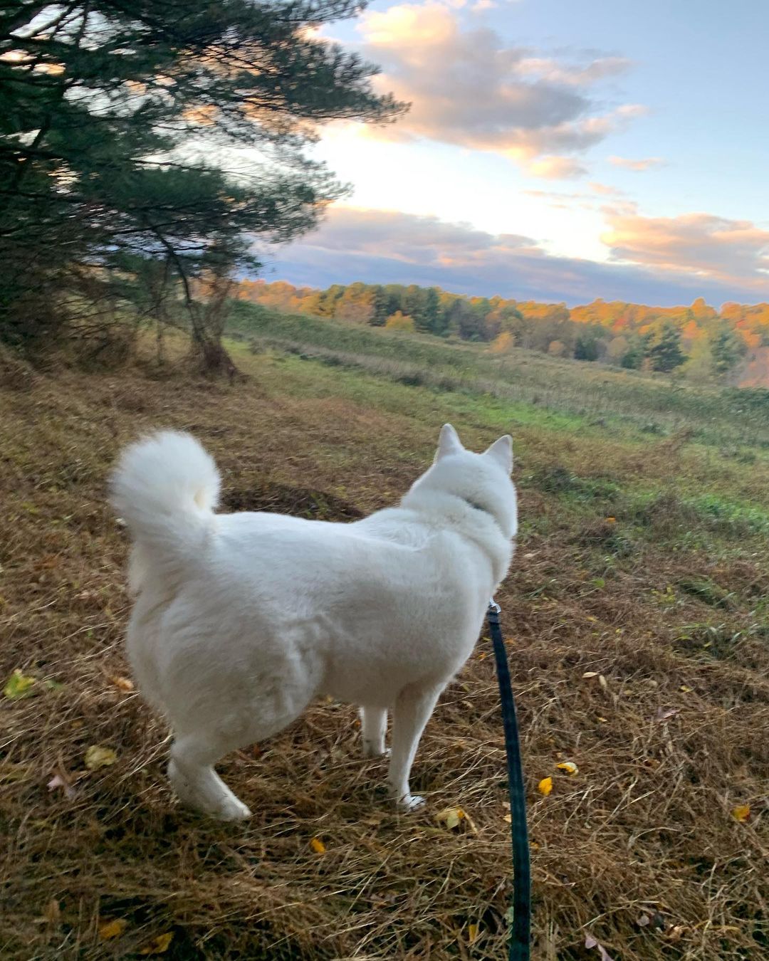 Finn MacCool 😎had a nice hike last before the Trick or Treat time 👻. He was mentally and physically exercised, then enjoyed a frozen Kong while keeping an eye on his dad and he faced the potential intruders at the door. Finn only had to bark 3 times and realized Dad had things under control and continued to enjoy his treats. We tried to keep him with his mom in the basement but Finn the family guardian asked to be close to Dad and be his back up. He’s usually a mama’s boy but his desire to protect the family outweighed his love for mama. Thankfully he did really well 🙌🏼🐾♥️🐾🙌🏼. He used to go crazy! But that’s behind us now. Changing Finn’s feelings about strangers at the door took time ⏰ and it’s a continuous work in progress. We do our best to manage the environment to help him be successful. 🐾♥️🐾 <a target='_blank' href='https://www.instagram.com/explore/tags/chaampmalamutes/'>#chaampmalamutes</a> <a target='_blank' href='https://www.instagram.com/explore/tags/hikingdog/'>#hikingdog</a>