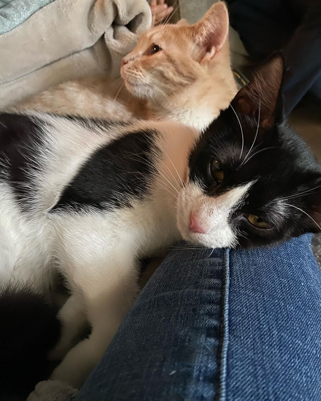 Having a cuddle buddy is pretty great. Cat Benetar (the tux) is available for a lifetime of snuggles! Apply for her at apply.neshamarescue.org🐾 <a target='_blank' href='https://www.instagram.com/explore/tags/tuxedocat/'>#tuxedocat</a> <a target='_blank' href='https://www.instagram.com/explore/tags/meow/'>#meow</a> <a target='_blank' href='https://www.instagram.com/explore/tags/adoptme/'>#adoptme</a> <a target='_blank' href='https://www.instagram.com/explore/tags/rescue/'>#rescue</a> <a target='_blank' href='https://www.instagram.com/explore/tags/snuggles/'>#snuggles</a> <a target='_blank' href='https://www.instagram.com/explore/tags/blackandwhite/'>#blackandwhite</a>