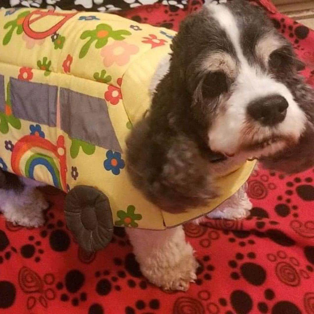 No tricks, just treats, when it comes to the CockerKids® alumni and fosters during Howl-O-Ween. The smiles are free!

Happy Howl-O-Ween!

.
.
.
.
. 
.
.
<a target='_blank' href='https://www.instagram.com/explore/tags/petsgram/'>#petsgram</a> <a target='_blank' href='https://www.instagram.com/explore/tags/puppylove/'>#puppylove</a> <a target='_blank' href='https://www.instagram.com/explore/tags/csreasttexas/'>#csreasttexas</a> <a target='_blank' href='https://www.instagram.com/explore/tags/texasrescue/'>#texasrescue</a> <a target='_blank' href='https://www.instagram.com/explore/tags/cockerkids/'>#cockerkids</a> <a target='_blank' href='https://www.instagram.com/explore/tags/cockerinn/'>#cockerinn</a> <a target='_blank' href='https://www.instagram.com/explore/tags/texasrescuedogs/'>#texasrescuedogs</a> <a target='_blank' href='https://www.instagram.com/explore/tags/cockerspaniel/'>#cockerspaniel</a> <a target='_blank' href='https://www.instagram.com/explore/tags/foster/'>#foster</a> <a target='_blank' href='https://www.instagram.com/explore/tags/rescuedog/'>#rescuedog</a> <a target='_blank' href='https://www.instagram.com/explore/tags/adoptdontshop/'>#adoptdontshop</a> <a target='_blank' href='https://www.instagram.com/explore/tags/adoptedismyfavoritebreed/'>#adoptedismyfavoritebreed</a> <a target='_blank' href='https://www.instagram.com/explore/tags/texascockerspaniel/'>#texascockerspaniel</a> <a target='_blank' href='https://www.instagram.com/explore/tags/texasdog/'>#texasdog</a> <a target='_blank' href='https://www.instagram.com/explore/tags/ilovecockerspaniels/'>#ilovecockerspaniels</a> <a target='_blank' href='https://www.instagram.com/explore/tags/spanielsofinstagram/'>#spanielsofinstagram</a> <a target='_blank' href='https://www.instagram.com/explore/tags/opttoadopt/'>#opttoadopt</a> <a target='_blank' href='https://www.instagram.com/explore/tags/opttoadopthouston/'>#opttoadopthouston</a> <a target='_blank' href='https://www.instagram.com/explore/tags/adoptafurryfriendinneed/'>#adoptafurryfriendinneed</a>