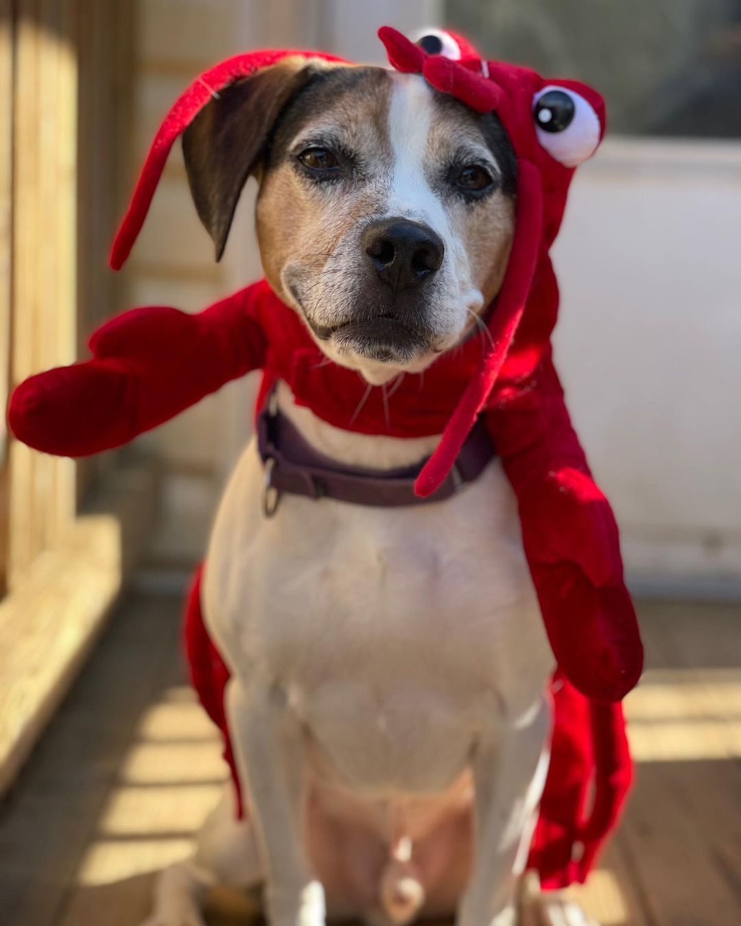 Happy Halloween from our <a target='_blank' href='https://www.instagram.com/explore/tags/adoptable/'>#adoptable</a> cats and dogs! <a target='_blank' href='https://www.instagram.com/explore/tags/adoptdontshop/'>#adoptdontshop</a> <a target='_blank' href='https://www.instagram.com/explore/tags/happyhalloween/'>#happyhalloween</a> <a target='_blank' href='https://www.instagram.com/explore/tags/spookyseason/'>#spookyseason</a> <a target='_blank' href='https://www.instagram.com/explore/tags/catsofinstagram/'>#catsofinstagram</a> <a target='_blank' href='https://www.instagram.com/explore/tags/dogsofinstagram/'>#dogsofinstagram</a>