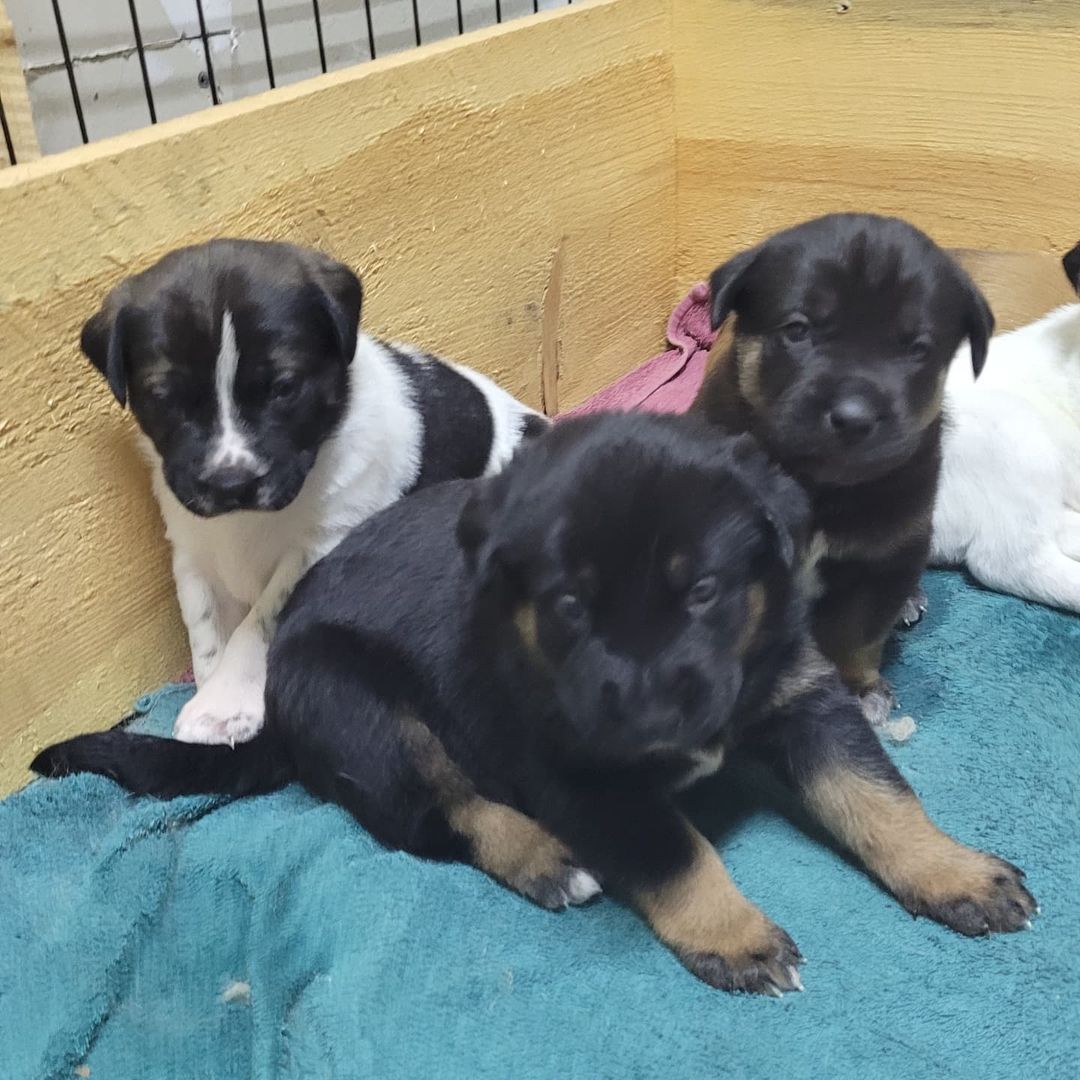 Kayla and her puppies!! 🥰

Pups are a couple weeks old and will all be available for adoption once ready 😊

<a target='_blank' href='https://www.instagram.com/explore/tags/outrunaninalrehabilitationcenter/'>#outrunaninalrehabilitationcenter</a> <a target='_blank' href='https://www.instagram.com/explore/tags/outrunrescue/'>#outrunrescue</a> <a target='_blank' href='https://www.instagram.com/explore/tags/rescuedismtfavouritebreed/'>#rescuedismtfavouritebreed</a> <a target='_blank' href='https://www.instagram.com/explore/tags/adoptdontshop/'>#adoptdontshop</a>