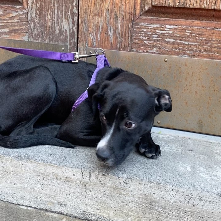 URGENT!! THIS QUIET GIRL NEEDS A FOSTER HOME IN THE SUBURBS ASAP!!! Another puppy from the rural south terrified of NYC. It’s not hard to understand why. Tahini has gone from a home where she couldn’t even trust her own shadow, but where the man made sounds were few and far between, to nonstop movement and sound. This 5-month-old is trusting though and trying very hard to be brave. She’s housebroken, very gentle, loves to cuddle, is good with other dogs, and learns fast. Indoors she’s chill and independent and likes to give you a lick here and there, but outdoors she’s a wreck, and the city is really wearing her down. She needs an experienced home in the suburbs, and the company of another confident pup would probably help her see how safe and exciting her future can be. PLEASE HELP!!! Pickup is ASAP in the East Village, fostering lasts 2 to 4 weeks. If you can give her a temporary home, please submit the foster app at socialteesnyc.org and email foster@socialteesnyc.org NOW!!! <a target='_blank' href='https://www.instagram.com/explore/tags/adoptdontshop/'>#adoptdontshop</a> <a target='_blank' href='https://www.instagram.com/explore/tags/fosterme/'>#fosterme</a> <a target='_blank' href='https://www.instagram.com/explore/tags/spots/'>#spots</a> <a target='_blank' href='https://www.instagram.com/explore/tags/pointer/'>#pointer</a> <a target='_blank' href='https://www.instagram.com/explore/tags/rescuedog/'>#rescuedog</a> <a target='_blank' href='https://www.instagram.com/explore/tags/dogsofinstagram/'>#dogsofinstagram</a> <a target='_blank' href='https://www.instagram.com/explore/tags/animalrescue/'>#animalrescue</a> <a target='_blank' href='https://www.instagram.com/explore/tags/blackdog/'>#blackdog</a> <a target='_blank' href='https://www.instagram.com/explore/tags/tahini/'>#tahini</a> <a target='_blank' href='https://www.instagram.com/explore/tags/socialtees/'>#socialtees</a> <a target='_blank' href='https://www.instagram.com/explore/tags/socialteesnyc/'>#socialteesnyc</a> <a target='_blank' href='https://www.instagram.com/explore/tags/straypride/'>#straypride</a>