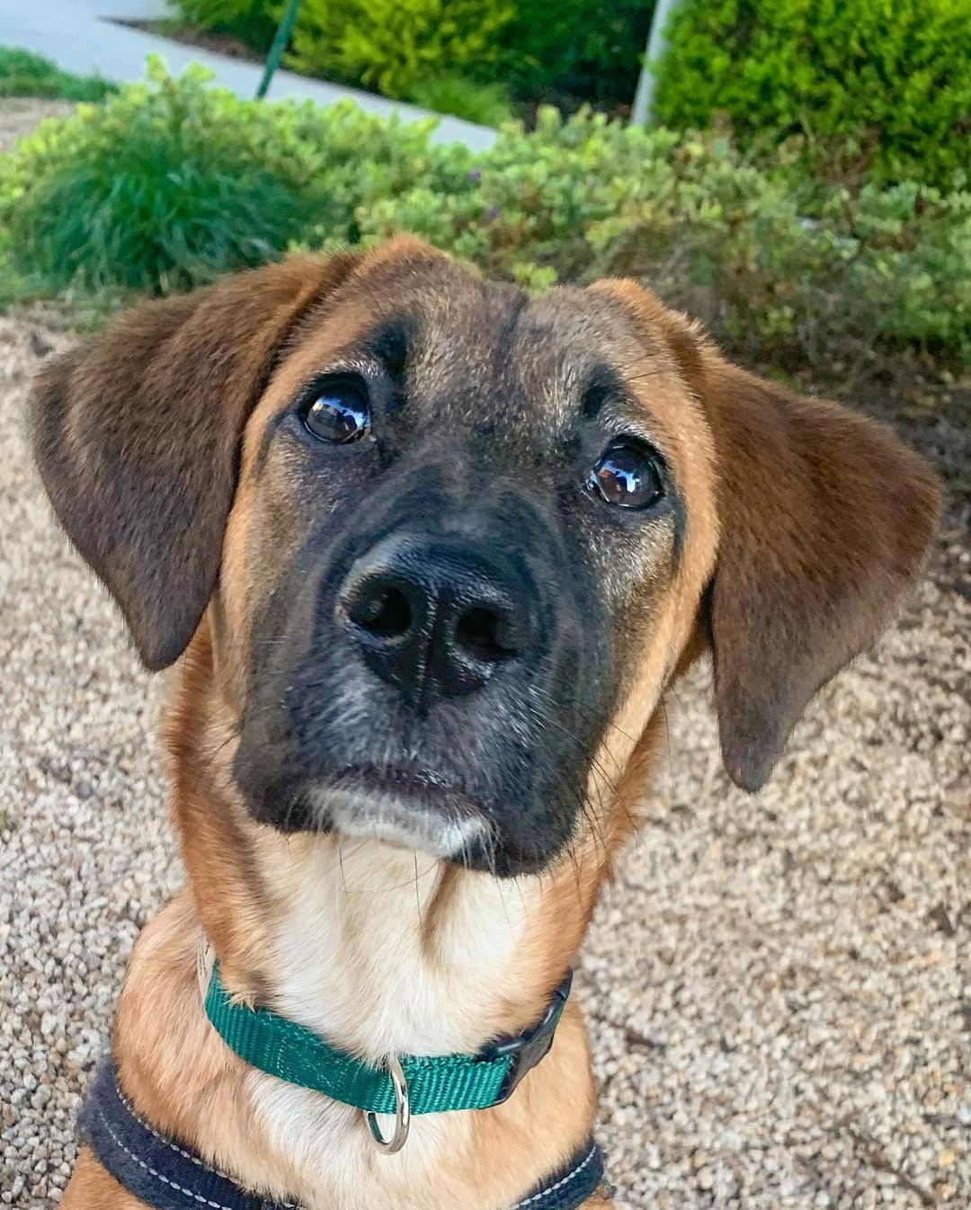 𝐄𝐌𝐄𝐑𝐘 🐕APPLICATION CLOSED
Age: 9 months old old
Gender: F
Weight: 42lbs
Breed: Shepherd/Hound mix
Dog: ✔️
Kids: ✔️
Cats: N/A
House-trained: ✔️
Crate trained: In Training
Leash: ✔️
Fostered In: Oakland, CA
____

Meet Emery! 🐶 Emery is an adorable 9 months old Shepherd/Hound mix puppy. Emery loves playing with other dogs outside and is great with people. She is working on walking on a leash, she does pull a bit and gets curious, but overall does great on walks. She knows basic commands: sit, shake, down, come, stay and is learning 