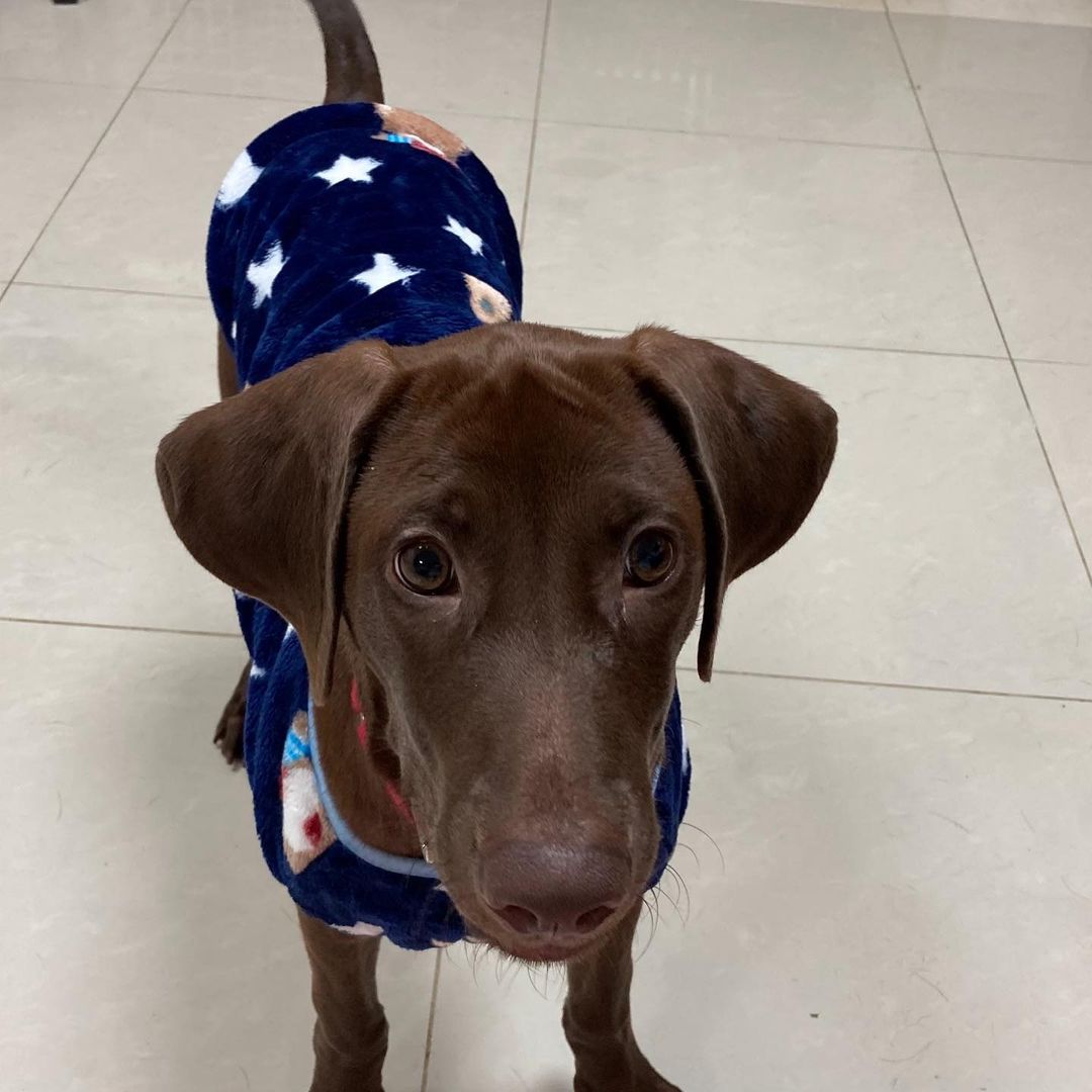 *******. 🏡 ADOPTED! *******

Meet Jumbo! (<a target='_blank' href='https://www.instagram.com/explore/tags/adoptable/'>#adoptable</a> in NY)
.
Quick Facts:
~4 months old
Male
27 lbs
Weimaraner-FMD Mix
✔️Good with other dogs
✔️Good with people and kids
✔️Good with cats
✔️Good in cars
✔️Housebroken
✔️Vaccinated and neutered 
✔️Microchipped
.
Jumbo was a stray puppy in Taiwan, wondering about a cement factory with his stray mama dog, Lady, and his two brothers. Lady and the puppies were in poor condition and malnourished in the life of a stray. Luckily, our Taiwan rescue partners took them in and placed them in loving foster homes. 
.
Jumbo is a smart, calm, and sweet puppy. He learns very quickly and adjusts to new environments easily. Jumbo is good with strangers, kids, dogs, and even cats. Jumbo is potty and crate trained. His favorite pass time is hanging out with other dogs at the park! 
.
If Jumbo sounds like the right pup for you, apply at 👉🏻 harasf.org/application
.
<a target='_blank' href='https://www.instagram.com/explore/tags/rescue/'>#rescue</a> <a target='_blank' href='https://www.instagram.com/explore/tags/rescuedog/'>#rescuedog</a> <a target='_blank' href='https://www.instagram.com/explore/tags/adoptme/'>#adoptme</a> <a target='_blank' href='https://www.instagram.com/explore/tags/adoptable/'>#adoptable</a> <a target='_blank' href='https://www.instagram.com/explore/tags/adopt/'>#adopt</a> <a target='_blank' href='https://www.instagram.com/explore/tags/adoptabledog/'>#adoptabledog</a> <a target='_blank' href='https://www.instagram.com/explore/tags/newyork/'>#newyork</a> <a target='_blank' href='https://www.instagram.com/explore/tags/nyc/'>#nyc</a> <a target='_blank' href='https://www.instagram.com/explore/tags/adoptabledogsinnyc/'>#adoptabledogsinnyc</a> <a target='_blank' href='https://www.instagram.com/explore/tags/FMD/'>#FMD</a> <a target='_blank' href='https://www.instagram.com/explore/tags/taiwandog/'>#taiwandog</a> <a target='_blank' href='https://www.instagram.com/explore/tags/formosanmountaindog/'>#formosanmountaindog</a> <a target='_blank' href='https://www.instagram.com/explore/tags/weimaraner/'>#weimaraner</a>
