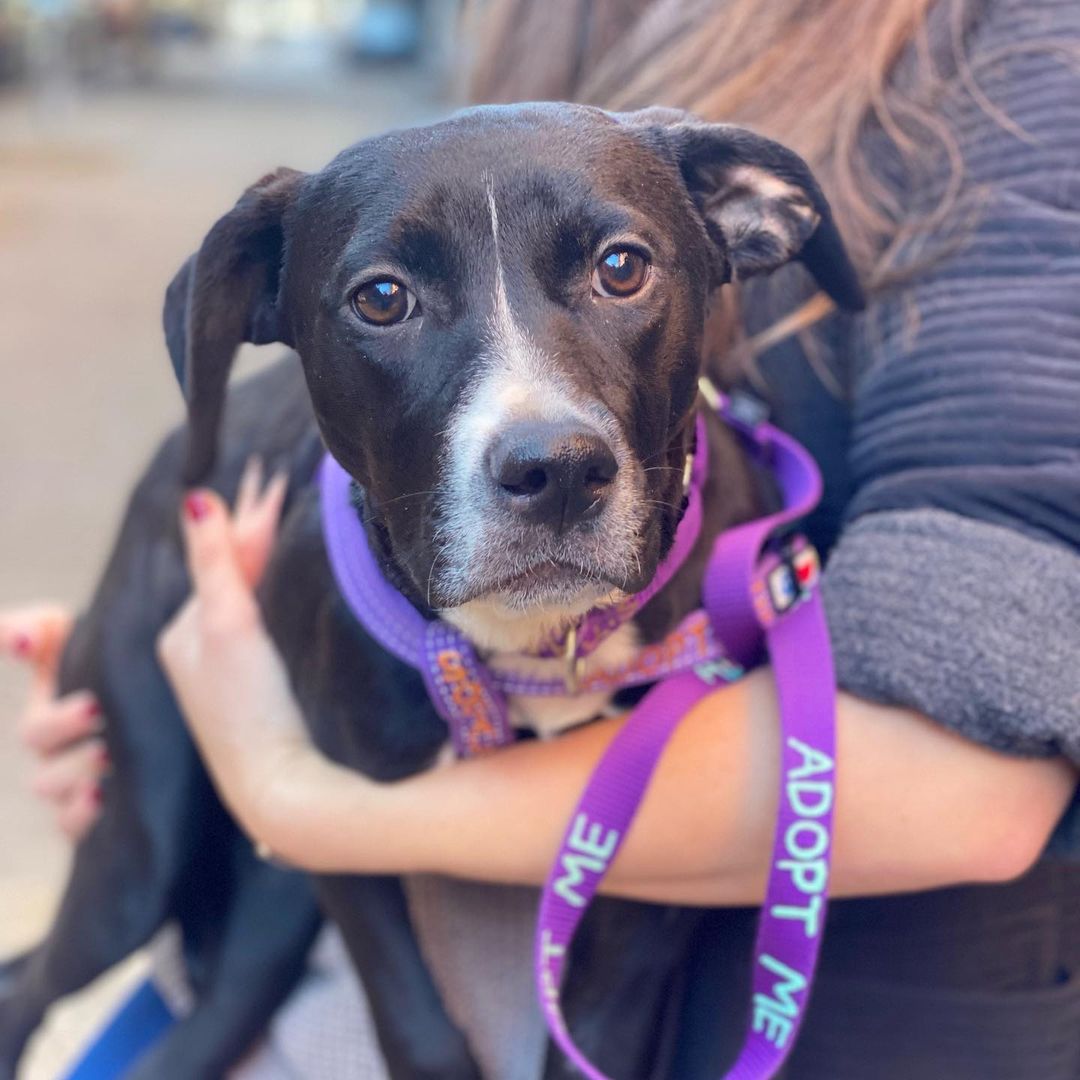 URGENT!! THIS QUIET GIRL NEEDS A FOSTER HOME IN THE SUBURBS ASAP!!! Another puppy from the rural south terrified of NYC. It’s not hard to understand why. Tahini has gone from a home where she couldn’t even trust her own shadow, but where the man made sounds were few and far between, to nonstop movement and sound. This 5-month-old is trusting though and trying very hard to be brave. She’s housebroken, very gentle, loves to cuddle, is good with other dogs, and learns fast. Indoors she’s chill and independent and likes to give you a lick here and there, but outdoors she’s a wreck, and the city is really wearing her down. She needs an experienced home in the suburbs, and the company of another confident pup would probably help her see how safe and exciting her future can be. PLEASE HELP!!! Pickup is ASAP in the East Village, fostering lasts 2 to 4 weeks. If you can give her a temporary home, please submit the foster app at socialteesnyc.org and email foster@socialteesnyc.org NOW!!! <a target='_blank' href='https://www.instagram.com/explore/tags/adoptdontshop/'>#adoptdontshop</a> <a target='_blank' href='https://www.instagram.com/explore/tags/fosterme/'>#fosterme</a> <a target='_blank' href='https://www.instagram.com/explore/tags/spots/'>#spots</a> <a target='_blank' href='https://www.instagram.com/explore/tags/pointer/'>#pointer</a> <a target='_blank' href='https://www.instagram.com/explore/tags/rescuedog/'>#rescuedog</a> <a target='_blank' href='https://www.instagram.com/explore/tags/dogsofinstagram/'>#dogsofinstagram</a> <a target='_blank' href='https://www.instagram.com/explore/tags/animalrescue/'>#animalrescue</a> <a target='_blank' href='https://www.instagram.com/explore/tags/blackdog/'>#blackdog</a> <a target='_blank' href='https://www.instagram.com/explore/tags/tahini/'>#tahini</a> <a target='_blank' href='https://www.instagram.com/explore/tags/socialtees/'>#socialtees</a> <a target='_blank' href='https://www.instagram.com/explore/tags/socialteesnyc/'>#socialteesnyc</a> <a target='_blank' href='https://www.instagram.com/explore/tags/straypride/'>#straypride</a>