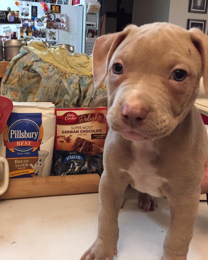 🍳 👩‍🍳 🎂 BAKER’S DOZEN 🧁 👨‍🍳🍮

Baker 👩‍🍳 and Chef’s👨‍🍳 babies are ready for adoption! 

🍰 These beautiful pitty puppies were born August 29th. 

🍬 They are a very energetic bunch who love wrestling with each other and chasing tennis balls. 🎾 

All pups have been spayed/neutered, microchipped and given first vaccines.