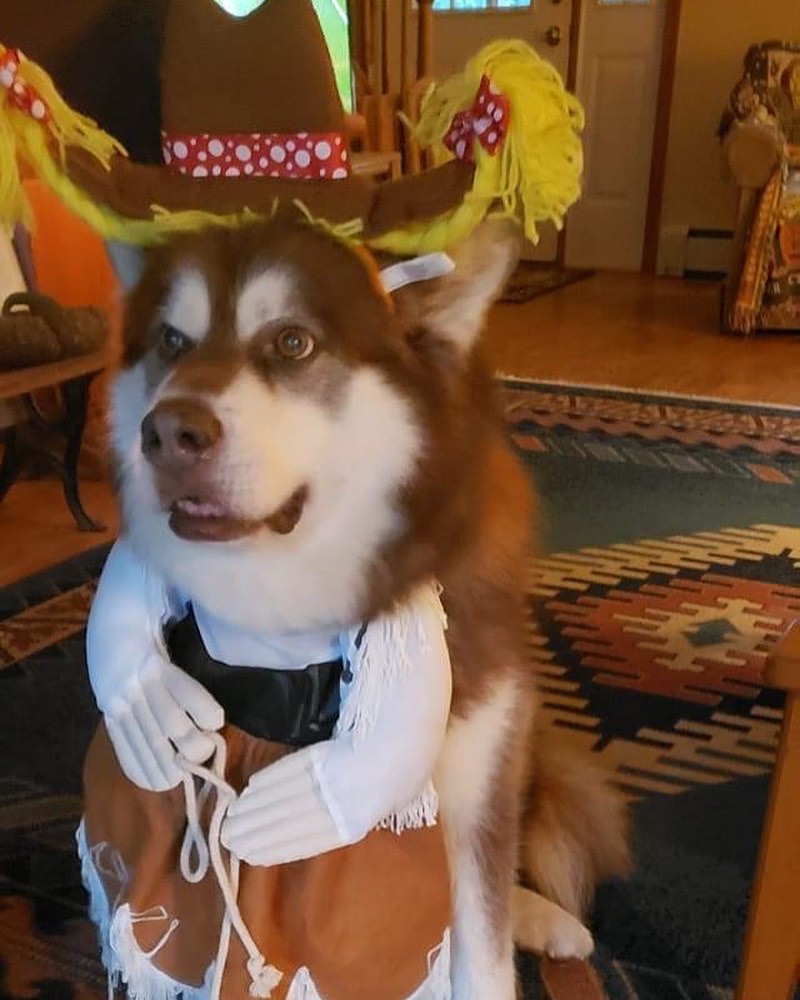 Happy Halloween from Merlin 🎃 <a target='_blank' href='https://www.instagram.com/explore/tags/chaampmalamutes/'>#chaampmalamutes</a>
