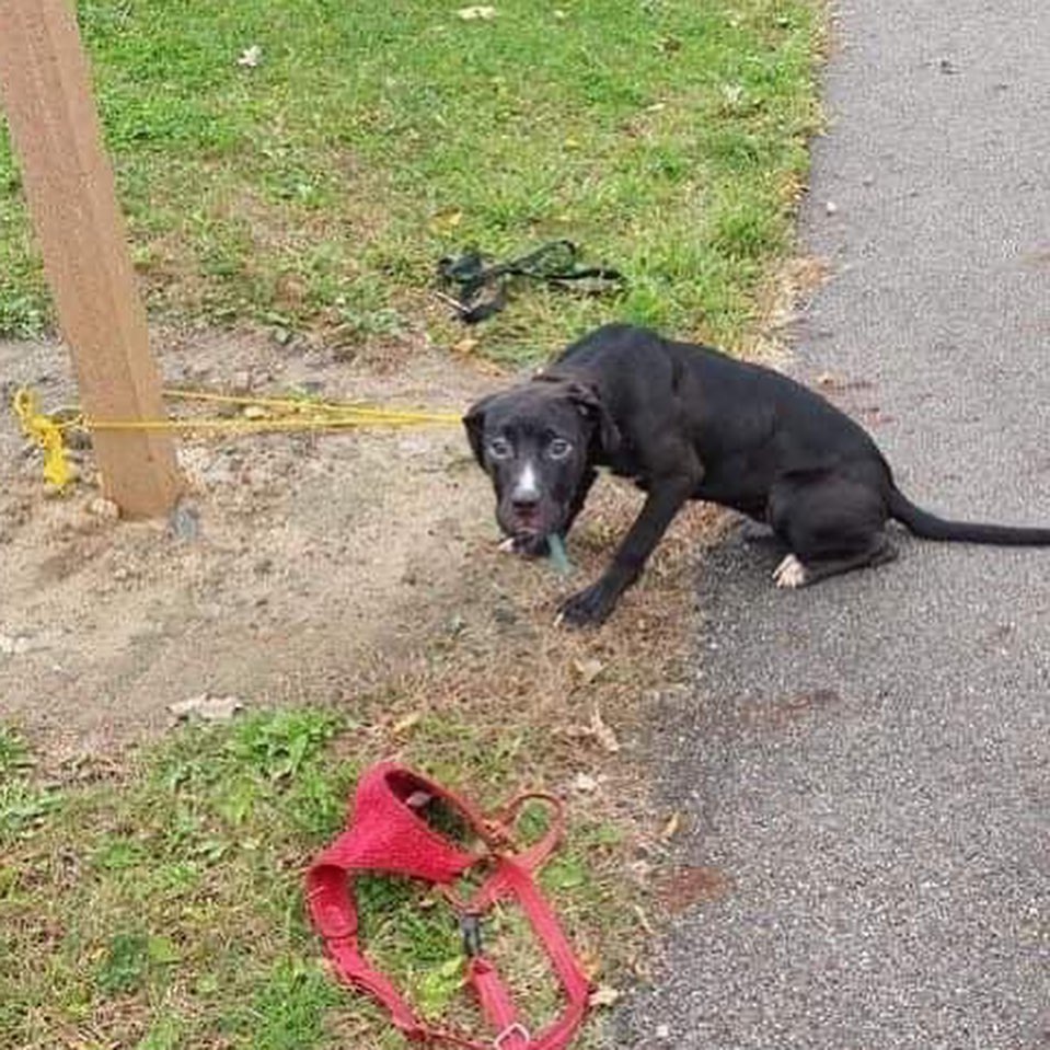 👉Here's a little weekend tear jerker and another amazing rescue by Steve Kuklica!

🤬This past week there were 2 dogs dumped off Hard Rd. in Worthington, OH near Kilbourne High School.

One was tied to a pole and one was loose and running. Franklin County was able to recover the black pup tied to the pole, but the white pup was too scared to come to anyone.

Sarah Baker contacted us to set traps after seeing the little white dog get hit by a car Thursday evening. Another local resident, Matt Smith, fortunately saw the pup Friday afternoon. Steve set a trap Saturday bright and early. He and officer Jones from FCDS had a little cook out to bait the area. Sure enough the scent caught her little nose and she watched as they baited with hot dogs and BBQ sauce. Within minutes of them leaving the area, she came for breakfast.

🙏Thanks to everyone in the community for your support of the process as we requested everyone stay out of the woods while the boys worked.... and to Steve and Office Jones for teaming up to save another one!

As a result of the number of simultaneous rescues we have going on, we are investing in more humane traps.

Donations will humbly be accepted. Our PayPal is ricopetrecovery@yahoo.com. 

Or via our DONATE button at ricopetrecovery.org

Also, Steve Kuklica and his wife Nichole Kuklica have recently completed the Missing Animal Response Lost Pet Recovery Training and have received certification from the program along with 4 others from our team. 👏👏👏👏👏👏👏

The last picture is the reunion of the two pups. The little boy decided to sit on his sister so she doesn't run off again! She has a little road rash, but otherwise looks good!