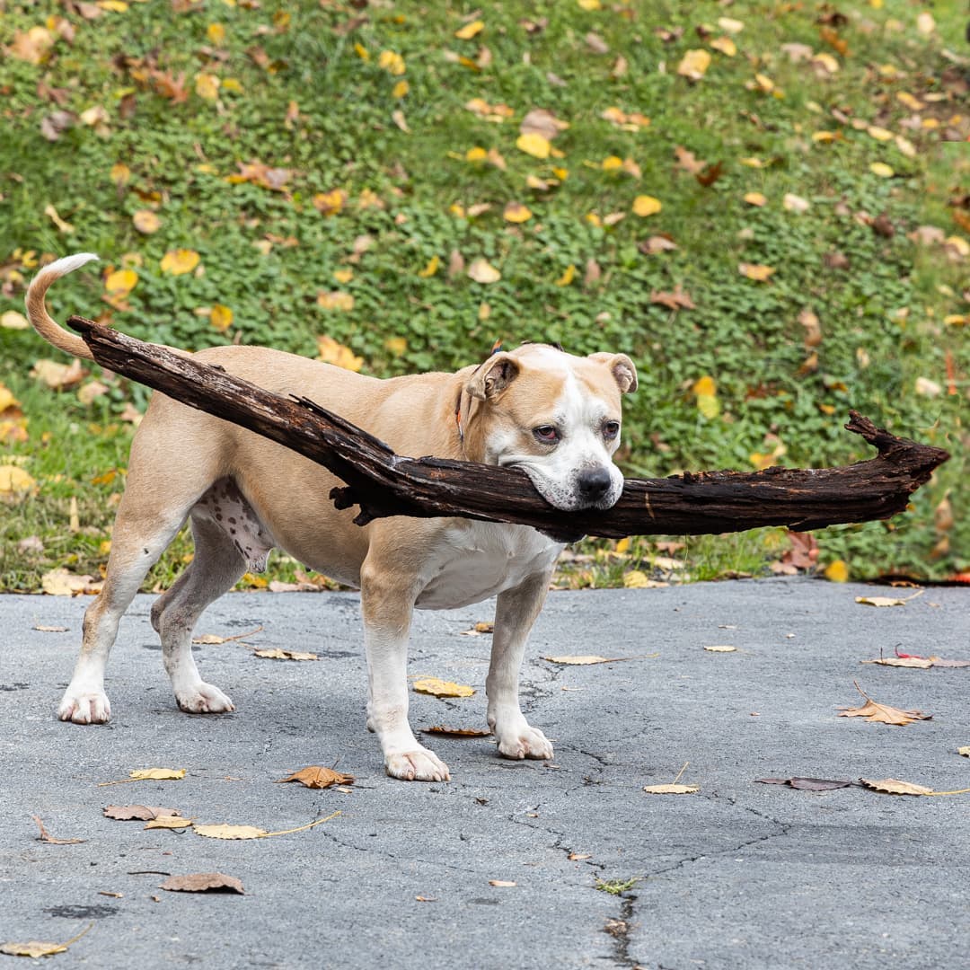 This is Bobby an 8-year-old male American Staffordshire Terrier/mix and long time resident of AWSOM. Funny boy likes to pick up souvenirs when he is out with the staff on long walks in the woods.  The only way to get him to drop it before coming in is to bribe him with some tasty treats. Oh yes, he is a pretty smart boy.
_______________________________
<a target='_blank' href='https://www.instagram.com/explore/tags/staffordshireterrier/'>#staffordshireterrier</a> <a target='_blank' href='https://www.instagram.com/explore/tags/smartboy/'>#smartboy</a> <a target='_blank' href='https://www.instagram.com/explore/tags/adoptmeplease/'>#adoptmeplease</a>