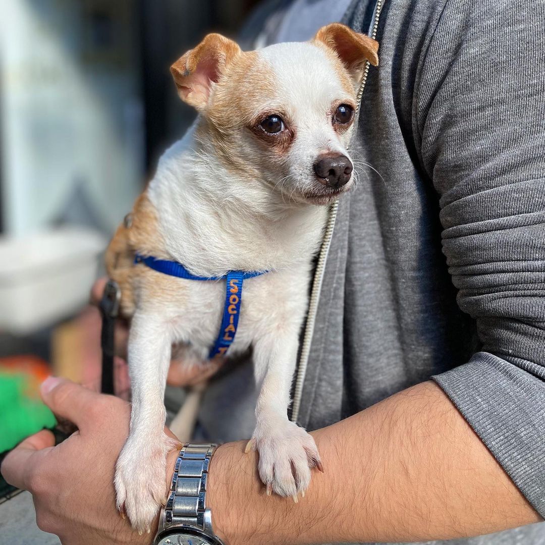 Ducky is everything we love about Chihuahuas — loyal, adorably small, gutsy at times, shaky at others. This 8-year-old armful is dreamy. He’s chill and wants to lie around and nap most of the day away. Could be partly because he’s got a hefty set of love handles dragging him down, but we strongly suspect he’s just not the kind of dog that demands a whole ton of activity. He does need a little more than he’s been getting though — he’s around 8 lbs, but his weary little frame is eager to shed a pound or two. Ironically, he’s at his spunkiest when treats or meals come out. Not an enthusiastic walker unless he’s following you and whatever edible you’re carrying. Ducky is okay coexisting with other very mellow dogs, but he's not into dogs that get in his face or want to play. He LOVES being stroked and scratched and lying in the sun though, and he’s a great passenger on car rides. He’ll make an amazing companion for a low key, quiet person or grownups only family ready to help him age gracefully. His foster dad says: “Ducky is an incredibly gentle and quiet pup who loves affection and taking naps. A bit timid at first but quick to open up after a few hours of being around you. Appreciates his treats, doesn't play too much and instead prefers to be relaxing, and takes some time getting used to going on walks but once he feels comfortable he is a great walking companion.” Interested in adopting? Submit an application at socialteesnyc.org or email your point person if you’ve already been approved! <a target='_blank' href='https://www.instagram.com/explore/tags/rescuedogsofinstagram/'>#rescuedogsofinstagram</a> <a target='_blank' href='https://www.instagram.com/explore/tags/adoptme/'>#adoptme</a> <a target='_blank' href='https://www.instagram.com/explore/tags/rescuedog/'>#rescuedog</a> <a target='_blank' href='https://www.instagram.com/explore/tags/adoptdontshop/'>#adoptdontshop</a> <a target='_blank' href='https://www.instagram.com/explore/tags/dog/'>#dog</a> <a target='_blank' href='https://www.instagram.com/explore/tags/mutt/'>#mutt</a> <a target='_blank' href='https://www.instagram.com/explore/tags/dogsofinstagram/'>#dogsofinstagram</a> <a target='_blank' href='https://www.instagram.com/explore/tags/chihuahua/'>#chihuahua</a> <a target='_blank' href='https://www.instagram.com/explore/tags/chihuahuasofinstagram/'>#chihuahuasofinstagram</a> <a target='_blank' href='https://www.instagram.com/explore/tags/chihuahualife/'>#chihuahualife</a> <a target='_blank' href='https://www.instagram.com/explore/tags/chihuahualove/'>#chihuahualove</a> <a target='_blank' href='https://www.instagram.com/explore/tags/muttsofinstagram/'>#muttsofinstagram</a> <a target='_blank' href='https://www.instagram.com/explore/tags/animalrescue/'>#animalrescue</a> <a target='_blank' href='https://www.instagram.com/explore/tags/cute/'>#cute</a> <a target='_blank' href='https://www.instagram.com/explore/tags/nyc/'>#nyc</a> <a target='_blank' href='https://www.instagram.com/explore/tags/love/'>#love</a> <a target='_blank' href='https://www.instagram.com/explore/tags/life/'>#life</a> <a target='_blank' href='https://www.instagram.com/explore/tags/nycdog/'>#nycdog</a> <a target='_blank' href='https://www.instagram.com/explore/tags/secondchance/'>#secondchance</a>  <a target='_blank' href='https://www.instagram.com/explore/tags/socialtees/'>#socialtees</a> <a target='_blank' href='https://www.instagram.com/explore/tags/socialteesnyc/'>#socialteesnyc</a> <a target='_blank' href='https://www.instagram.com/explore/tags/straypride/'>#straypride</a>