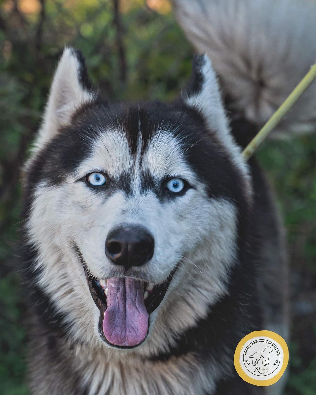 Blue, Blanche, and Shiloh are three awesome doggos available for adoption at RACS!

🐾 BLUE is a vaccinated adult male (2 years) whose witty personality and charm instantly win you over (+ make you laugh). Will be neutered this week. His adoption fee is $25.

🐾 BLANCHE is a spayed and vaccinated young female (1 year) who is very attentive, sweet-tempered, and loyal. Her adoption fee is $99.

🐾 SHILOH is a neutered and vaccinated young male (1 year) who's friendly, energetic, and fun. His adoption fee is $99.

📲 Browse our adoptables:
https://bit.ly/bergshelterpets

📩 Foster: https://buff.ly/3d71HpY
📩 Adopt: https://buff.ly/38X4Bul

💛 Rosenberg Animal Shelter
1207 Blume Road⠀
Rosenberg, Texas 77471
⌚️ 11AM - 6PM M-F, 11AM - 4PM Sat
832-595-3490 (Main Line)
832-449-8624 (Text ONLY Line)
📨 MHARTSELL@ROSENBERGTX.GOV