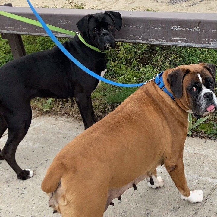 Shadow (left) and Casey (right) came to us together and we would love to see them adopted together.

This sweet pair of 