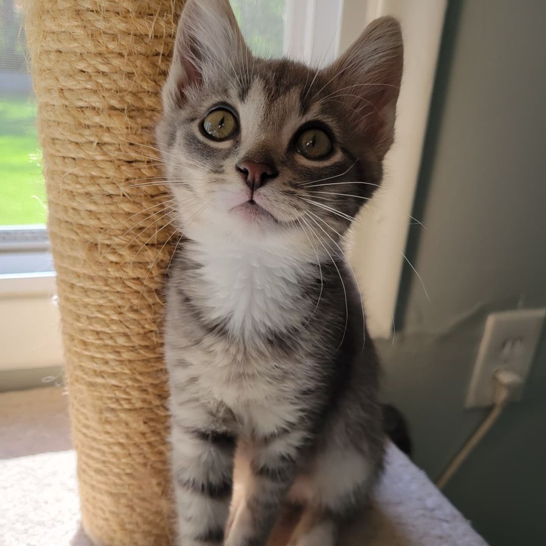 Hey. I love you. My name is Lentil and I love everyone and everything. I'm a 13-week-old gray female tabby in search of a forever home. Got other people in your house? Great, I love them. Got other cats? Love 'em. Got dogs? I love those too. I'm just super social and loving regardless of anything. My absolute best friend in the whole wide world is my tuxedo foster sister Mable. She also loves everyone and everything in the whole wide world just like I do. Even with other cats and kittens in our foster home, we always stick together to wrestle and cuddle, we make the best of friends! I promise if you just come meet us, you'll absolutely fall in love with us. We've ready fallen in love with you! Adoption fee: $125. Adopt a pair: $200. Fee includes testing, deworming, vaccinations, spay/neuter, microchip and 30 days of free pet insurance.
Apply at https://form.jotform.us/72344550240144

<a target='_blank' href='https://www.instagram.com/explore/tags/Rescue/'>#Rescue</a> <a target='_blank' href='https://www.instagram.com/explore/tags/catstagram/'>#catstagram</a> <a target='_blank' href='https://www.instagram.com/explore/tags/kitten/'>#kitten</a> <a target='_blank' href='https://www.instagram.com/explore/tags/graytabby/'>#graytabby</a>