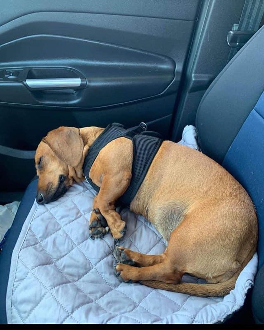 Updates are one of our biggest joys. We hope you enjoy the update about Ruby living her best life as much as we do.

If you have an update you'd like to share, send it to barbsdogrescue@gmail.com