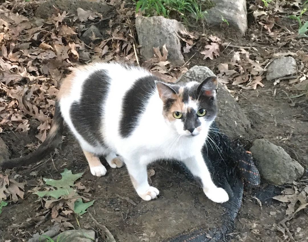 “Grief doesn’t change you, it reveals you” - John Green, The Fault in our Stars

I could not be prouder of my student volunteers at this moment. 

I received a call very early this morning from Isabel, who was very upset, but brave when telling me that she found one of the feral community cats who became victim of a hit and run in the middle of the road. Because of her compassion, we were able to be assisted by the police to move her to the side of the road until I could get there to gather her for a proper burial.

Beautiful Alice traveled outside of her safety zone and wooded territory where her colony is fed and cared for.

My heart was heavy and unsure how to share this with the rest of the student volunteers, some who have been caretakers for her colony for almost a year. Not a lesson I wanted to teach.

These college students not only expressed their sadness,  showed their compassion and desire to  hold a memorial service, but also, out of their grief came education. They are doing a wonderful job explaining about the community cats and the importance of not dumping them to other students not yet in our Pioneer PAWS program, who saw Alice in the road before she was moved. 

I could not ask for more for them to share my belief that feral, stray and homeless cats deserve love and dignity too 💜
WPU Student Kindness Kittys Making a Difference 🐾💜🐾