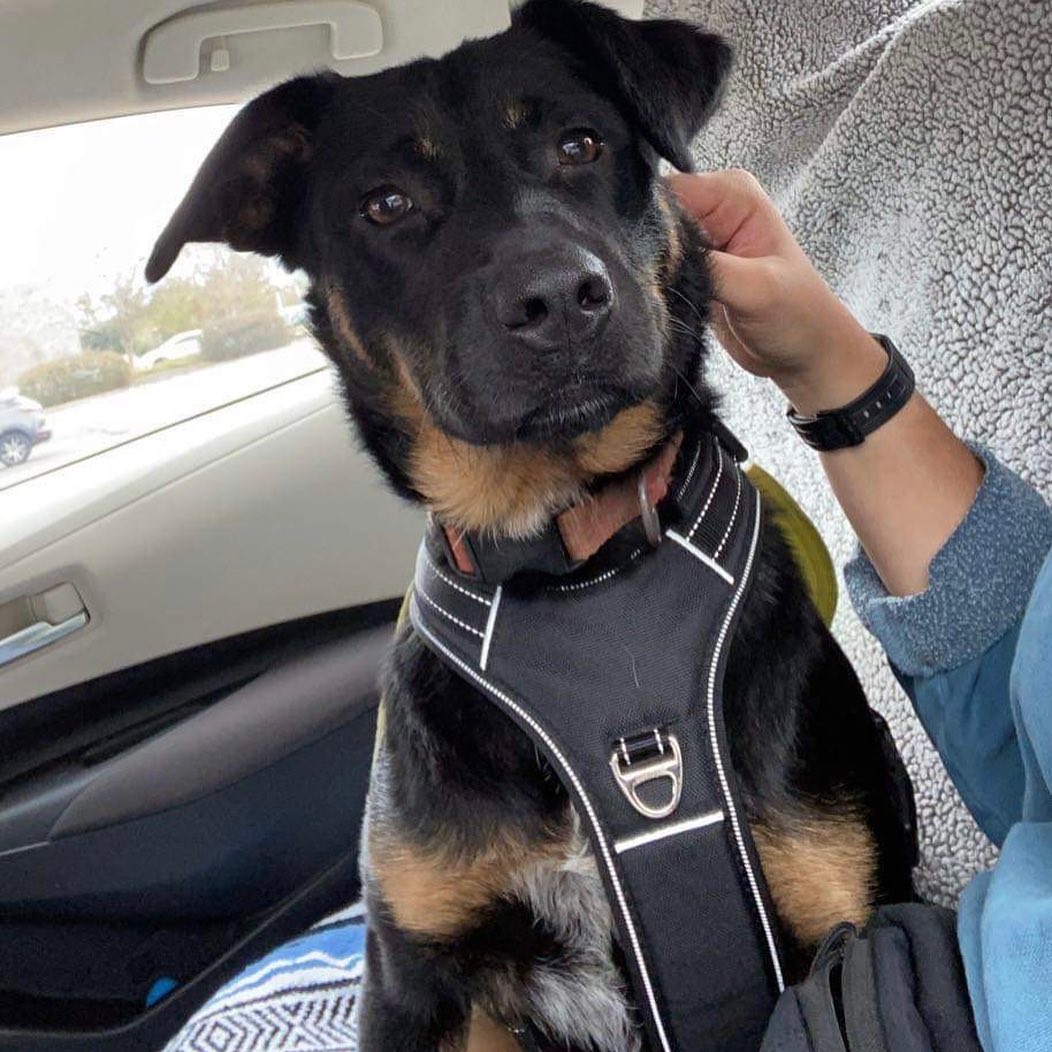 👻🎃HAPPY HALLOWEEN🎃👻

The OCHS Staff, Volunteers, Friends, and Residents want to wish everyone a safe, spooky, spectacular, and happy Halloween! 

Pictured below is one of our residents, Choctaw, who participated in the Vet School’s Halloween 5K yesterday! This run, sponsored by @hillspet , supported MSU Vet School’s Homeward Bound program! This program, much like the <a target='_blank' href='https://www.instagram.com/explore/tags/OCHSExpress/'>#OCHSExpress</a>, helps move dogs from MS to other regions of the country to help them find safe, happy, furrever homes! We’re so happy to offer our support such a wonderful program and thankful that some of our pups were able to get out of the shelter and stretch their legs for such a good cause! 

* For more on MSState VetMed Homeward Bound, see: https://www.vetmed.msstate.edu/outreach/community-engagement/service/homeward-bound
* For more on the OCHS Express, see: www.ochsms.org 

<a target='_blank' href='https://www.instagram.com/explore/tags/begooddogood/'>#begooddogood</a> <a target='_blank' href='https://www.instagram.com/explore/tags/homewardboundms/'>#homewardboundms</a> <a target='_blank' href='https://www.instagram.com/explore/tags/vetmed/'>#vetmed</a> <a target='_blank' href='https://www.instagram.com/explore/tags/vetrinarymedicine/'>#vetrinarymedicine</a> <a target='_blank' href='https://www.instagram.com/explore/tags/outreach/'>#outreach</a> <a target='_blank' href='https://www.instagram.com/explore/tags/myfavoritebreedisrescued/'>#myfavoritebreedisrescued</a> <a target='_blank' href='https://www.instagram.com/explore/tags/sheleterdogs/'>#sheleterdogs</a> <a target='_blank' href='https://www.instagram.com/explore/tags/dogsofinstagram/'>#dogsofinstagram</a> <a target='_blank' href='https://www.instagram.com/explore/tags/rescuedogs/'>#rescuedogs</a> <a target='_blank' href='https://www.instagram.com/explore/tags/adoptashelterdog/'>#adoptashelterdog</a> <a target='_blank' href='https://www.instagram.com/explore/tags/ochs/'>#ochs</a> <a target='_blank' href='https://www.instagram.com/explore/tags/adoptdontshop/'>#adoptdontshop</a> <a target='_blank' href='https://www.instagram.com/explore/tags/animalrescue/'>#animalrescue</a> <a target='_blank' href='https://www.instagram.com/explore/tags/spayandneuter/'>#spayandneuter</a> <a target='_blank' href='https://www.instagram.com/explore/tags/adoptables/'>#adoptables</a> <a target='_blank' href='https://www.instagram.com/explore/tags/humanesociety/'>#humanesociety</a> <a target='_blank' href='https://www.instagram.com/explore/tags/animalwelfare/'>#animalwelfare</a> <a target='_blank' href='https://www.instagram.com/explore/tags/whywerescue/'>#whywerescue</a> <a target='_blank' href='https://www.instagram.com/explore/tags/adoptezmoi/'>#adoptezmoi</a> <a target='_blank' href='https://www.instagram.com/explore/tags/adoptme/'>#adoptme</a> <a target='_blank' href='https://www.instagram.com/explore/tags/starkvillems/'>#starkvillems</a> <a target='_blank' href='https://www.instagram.com/explore/tags/mspets/'>#mspets</a> <a target='_blank' href='https://www.instagram.com/explore/tags/petsofinstagram/'>#petsofinstagram</a> <a target='_blank' href='https://www.instagram.com/explore/tags/rescuelove/'>#rescuelove</a>