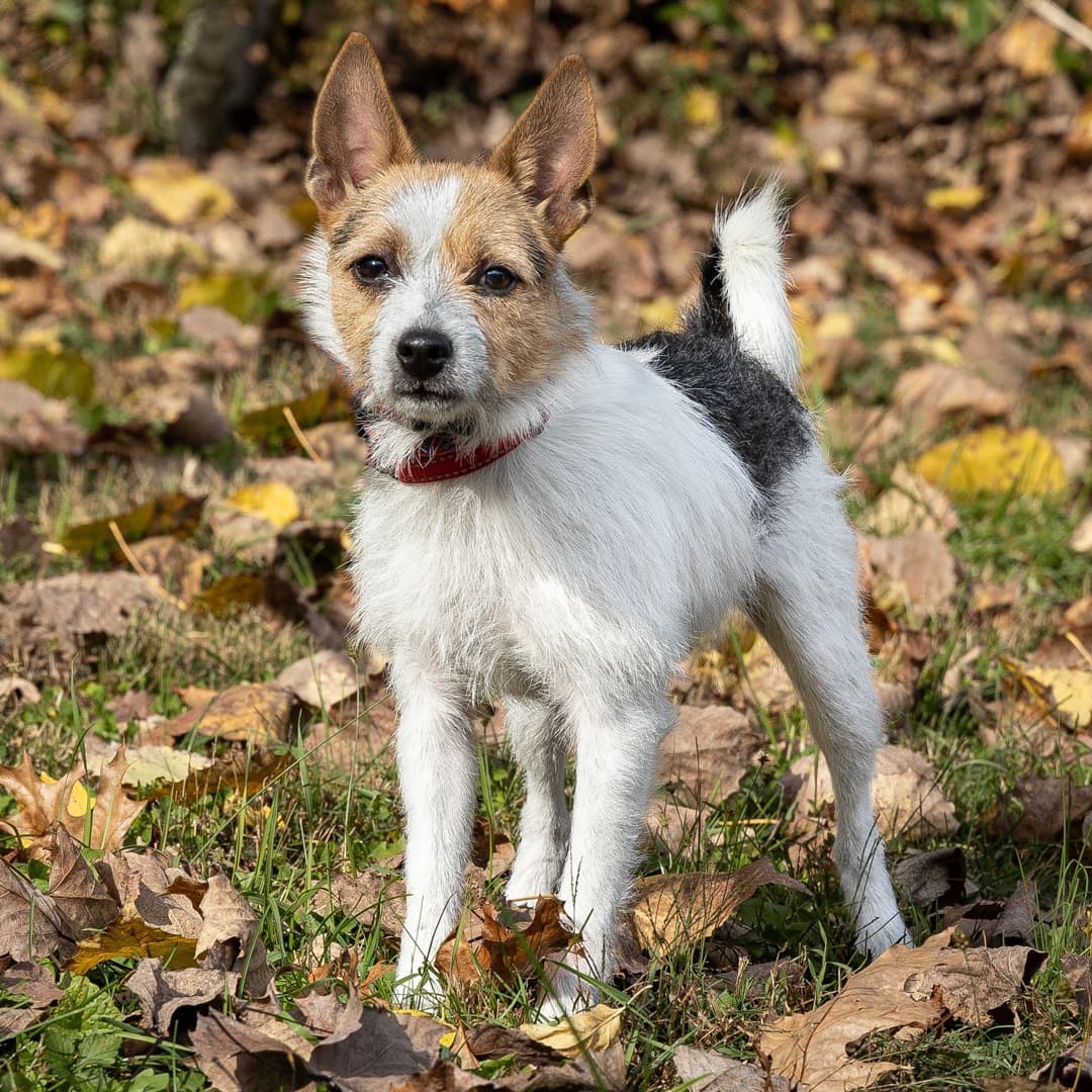 Meet Kaina, a 7-month-old female Jack Russell Terrier who was relinquished through no fault of her own. Sweet girl loves everybody she meets. Imagine awakening to that beautiful face every morning. She is going to make some  lucky family very happy.
__________________________
<a target='_blank' href='https://www.instagram.com/explore/tags/jackrussell/'>#jackrussell</a>  <a target='_blank' href='https://www.instagram.com/explore/tags/jackrussellterrier/'>#jackrussellterrier</a> <a target='_blank' href='https://www.instagram.com/explore/tags/adoptmeplease/'>#adoptmeplease</a>  <a target='_blank' href='https://www.instagram.com/explore/tags/jackrussellsofinstagram/'>#jackrussellsofinstagram</a>