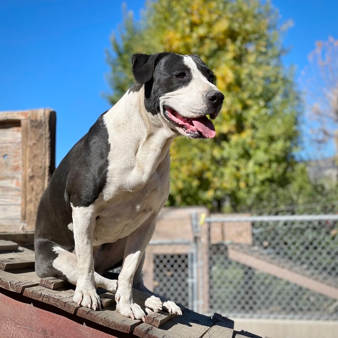 Lola loves being able to climb up to the top of her play structure. She and her kennel mate, Kova, keep a close eye on the surrounding area. From their vantage point they can see cows grazing in the nearby field or they can see if anyone is walking down the driveway toward the kennel (possibly to take them for a walk!)

Lola also likes greeting people from the play structure. It allows her to be eye level with you and give you big, loving licks on your face. She wants nothing more than to be hugged and pet. 

Lola is available for adoption and patiently waiting for the perfect home. To learn more about Lola, please visit our website (link in our bio)

<a target='_blank' href='https://www.instagram.com/explore/tags/adoptme/'>#adoptme</a> <a target='_blank' href='https://www.instagram.com/explore/tags/adoptable/'>#adoptable</a> <a target='_blank' href='https://www.instagram.com/explore/tags/adoptdontshop/'>#adoptdontshop</a> <a target='_blank' href='https://www.instagram.com/explore/tags/rescuedog/'>#rescuedog</a> <a target='_blank' href='https://www.instagram.com/explore/tags/adoptadogsavealife/'>#adoptadogsavealife</a> <a target='_blank' href='https://www.instagram.com/explore/tags/doglovers/'>#doglovers</a> <a target='_blank' href='https://www.instagram.com/explore/tags/doglife/'>#doglife</a> <a target='_blank' href='https://www.instagram.com/explore/tags/pitbulllove/'>#pitbulllove</a> <a target='_blank' href='https://www.instagram.com/explore/tags/dogsofinstagram/'>#dogsofinstagram</a> <a target='_blank' href='https://www.instagram.com/explore/tags/pittiesofinstagram/'>#pittiesofinstagram</a> <a target='_blank' href='https://www.instagram.com/explore/tags/rescuedog/'>#rescuedog</a> <a target='_blank' href='https://www.instagram.com/explore/tags/dogrescue/'>#dogrescue</a> <a target='_blank' href='https://www.instagram.com/explore/tags/animalrescue/'>#animalrescue</a> <a target='_blank' href='https://www.instagram.com/explore/tags/idyllwild/'>#idyllwild</a> <a target='_blank' href='https://www.instagram.com/explore/tags/livingfreeanimals/'>#livingfreeanimals</a>