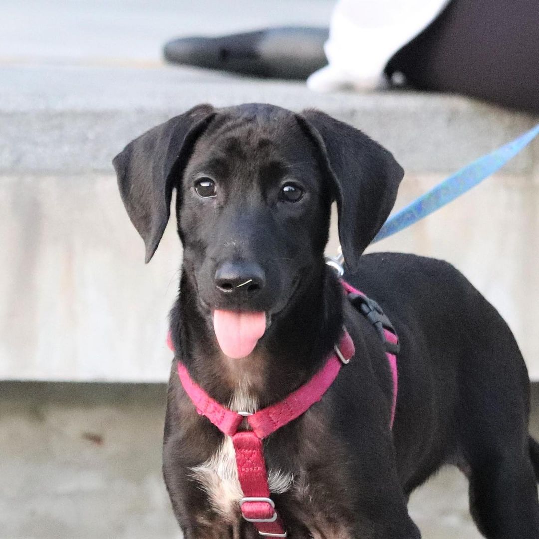 *******. 🏡 ADOPTED! *******

Meet Jinbo! (<a target='_blank' href='https://www.instagram.com/explore/tags/adoptable/'>#adoptable</a> in NY)
.
Quick Facts:
~4 months old
Male
23 lbs
Weimaraner-FMD Mix
✔️Good with other dogs
✔️Good with people and kids
✔️Good with cats
✔️Good in cars
✔️Housebroken
✔️Vaccinated and neutered 
✔️Microchipped
.
Jinbo was a stray puppy in Taiwan, wondering about a cement factory with his stray mama dog, Lady, and his two brothers. Lady and the puppies were in poor condition and malnourished in the life of a stray. Luckily, our Taiwan rescue partners took them in and placed them in loving foster homes. 
.
Jinbo is smart, affectionate, obedient, and loyal. He learns very quickly and adjusts to new environments easily. He is good with strangers, kids, dogs, and even cats. Jinbo is potty and crate trained. He looks forward to his daily walks and playtime at the park with other dogs! 
.
If Jinbo sounds like the right pup for you, apply at 👉🏻 harasf.org/application
.
<a target='_blank' href='https://www.instagram.com/explore/tags/rescue/'>#rescue</a> <a target='_blank' href='https://www.instagram.com/explore/tags/rescuedog/'>#rescuedog</a> <a target='_blank' href='https://www.instagram.com/explore/tags/adoptme/'>#adoptme</a> <a target='_blank' href='https://www.instagram.com/explore/tags/adoptable/'>#adoptable</a> <a target='_blank' href='https://www.instagram.com/explore/tags/adopt/'>#adopt</a> <a target='_blank' href='https://www.instagram.com/explore/tags/adoptabledog/'>#adoptabledog</a> <a target='_blank' href='https://www.instagram.com/explore/tags/newyork/'>#newyork</a> <a target='_blank' href='https://www.instagram.com/explore/tags/nyc/'>#nyc</a> <a target='_blank' href='https://www.instagram.com/explore/tags/adoptabledogsinnyc/'>#adoptabledogsinnyc</a> <a target='_blank' href='https://www.instagram.com/explore/tags/FMD/'>#FMD</a> <a target='_blank' href='https://www.instagram.com/explore/tags/taiwandog/'>#taiwandog</a> <a target='_blank' href='https://www.instagram.com/explore/tags/formosanmountaindog/'>#formosanmountaindog</a> <a target='_blank' href='https://www.instagram.com/explore/tags/weimaraner/'>#weimaraner</a>