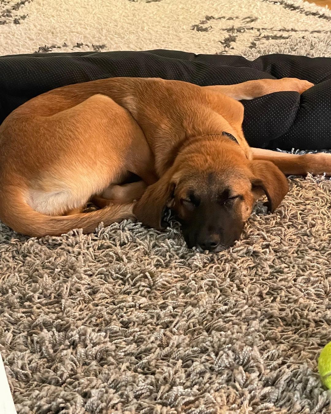 𝐄𝐌𝐄𝐑𝐘 🐕APPLICATION CLOSED
Age: 9 months old old
Gender: F
Weight: 42lbs
Breed: Shepherd/Hound mix
Dog: ✔️
Kids: ✔️
Cats: N/A
House-trained: ✔️
Crate trained: In Training
Leash: ✔️
Fostered In: Oakland, CA
____

Meet Emery! 🐶 Emery is an adorable 9 months old Shepherd/Hound mix puppy. Emery loves playing with other dogs outside and is great with people. She is working on walking on a leash, she does pull a bit and gets curious, but overall does great on walks. She knows basic commands: sit, shake, down, come, stay and is learning 