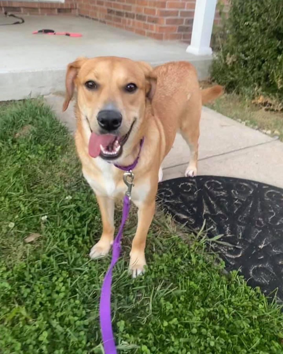 🌟 K I D  A P P R O V E D 🌟

So you’ve been searching for the perfect family dog? One who’s gentle and loving with little kids, house trained and just the right medium size? 🌟🌟🌟 We have your match! It’s Zara, this pretty lab mix who is hitting all the marks in her foster home. 

Zara is a 10 month old lab mix who’s 50lbs and loves everyone - kids, cats, dogs, adults- everyone. She has won the hearts of her foster home and we know she’ll make the best forever pup for another lucky family! Here’s what her foster mom has to say:

“Zara is pretty awesome. She would do amazing in a house with small kids as she relishes all sorts of attention.  She is the kind of dog who would endure a little girl dressing her up like a princess, or she’d play hide and seek in the yard, she would also be the kind of dog to sit under a highchair and hope for scraps.

She loves kids! Loves them! In fact, when she hears a little giggle she will drag you to the ends of the earth to get to the source. She knows that kids play and that’s all she wants to do.  She loves toys, other dogs, and cats too. She’s housebroken and still very young at only 10 months old.  Zara dislikes baths but was perfectly happy playing in the rain when it was muddy. She is still learning to stay off the furniture and not beg for food, so some of her house manners could use a little work but she is well-adjusted and happy, with a tail that constantly wags. My son described her as the perfect “fun sized” dog.  Not like a big candy bar or a mini… but that perfect size in the middle, the “fun size”. “

We love that description! Fun-size, kid-approved Zara is ready to make your life a little brighter! Apply for her today at https://www.shelterluv.com/matchme/adopt/HTH/Dog

<a target='_blank' href='https://www.instagram.com/explore/tags/adoptme/'>#adoptme</a> <a target='_blank' href='https://www.instagram.com/explore/tags/rescuedog/'>#rescuedog</a> <a target='_blank' href='https://www.instagram.com/explore/tags/labmix/'>#labmix</a> <a target='_blank' href='https://www.instagram.com/explore/tags/funsize/'>#funsize</a> <a target='_blank' href='https://www.instagram.com/explore/tags/dogsofstl/'>#dogsofstl</a> <a target='_blank' href='https://www.instagram.com/explore/tags/familydog/'>#familydog</a> <a target='_blank' href='https://www.instagram.com/explore/tags/kidapproved/'>#kidapproved</a> <a target='_blank' href='https://www.instagram.com/explore/tags/catfriendly/'>#catfriendly</a> <a target='_blank' href='https://www.instagram.com/explore/tags/goodgirl/'>#goodgirl</a> <a target='_blank' href='https://www.instagram.com/explore/tags/dogsofstlouis/'>#dogsofstlouis</a> <a target='_blank' href='https://www.instagram.com/explore/tags/adoptdontshop/'>#adoptdontshop</a> <a target='_blank' href='https://www.instagram.com/explore/tags/fosteringsaveslives/'>#fosteringsaveslives</a> <a target='_blank' href='https://www.instagram.com/explore/tags/love/'>#love</a> <a target='_blank' href='https://www.instagram.com/explore/tags/yellowlab/'>#yellowlab</a>