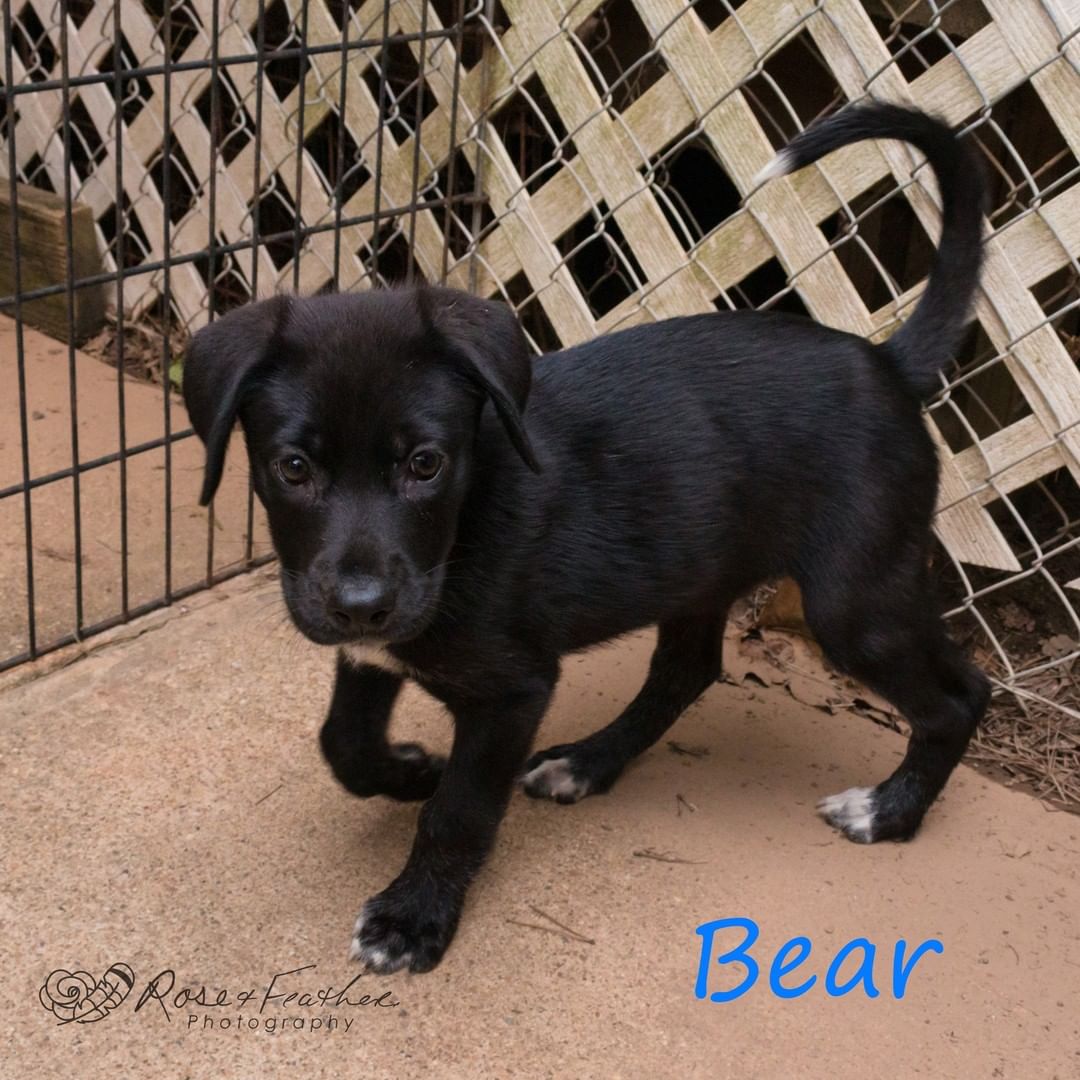 Now Available!
Remember us!? We are the two adorable lab mix puppies, Hobo and Bear! Pet Savers has loved having us while we got up to date, but we are now ready to find permanent homes! We are curious, cuddly, and sweet! We will be large dogs when full grown. You can tell us apart by our paws: Hobo has two white front paws, and Bear only has a bit of white on his toes. 
Pet Savers is taking applications now, apply under the Dogs tab of the website. Remember that puppies take commitment and training. We may be sweet, but we will need a home ready to potty train and more.