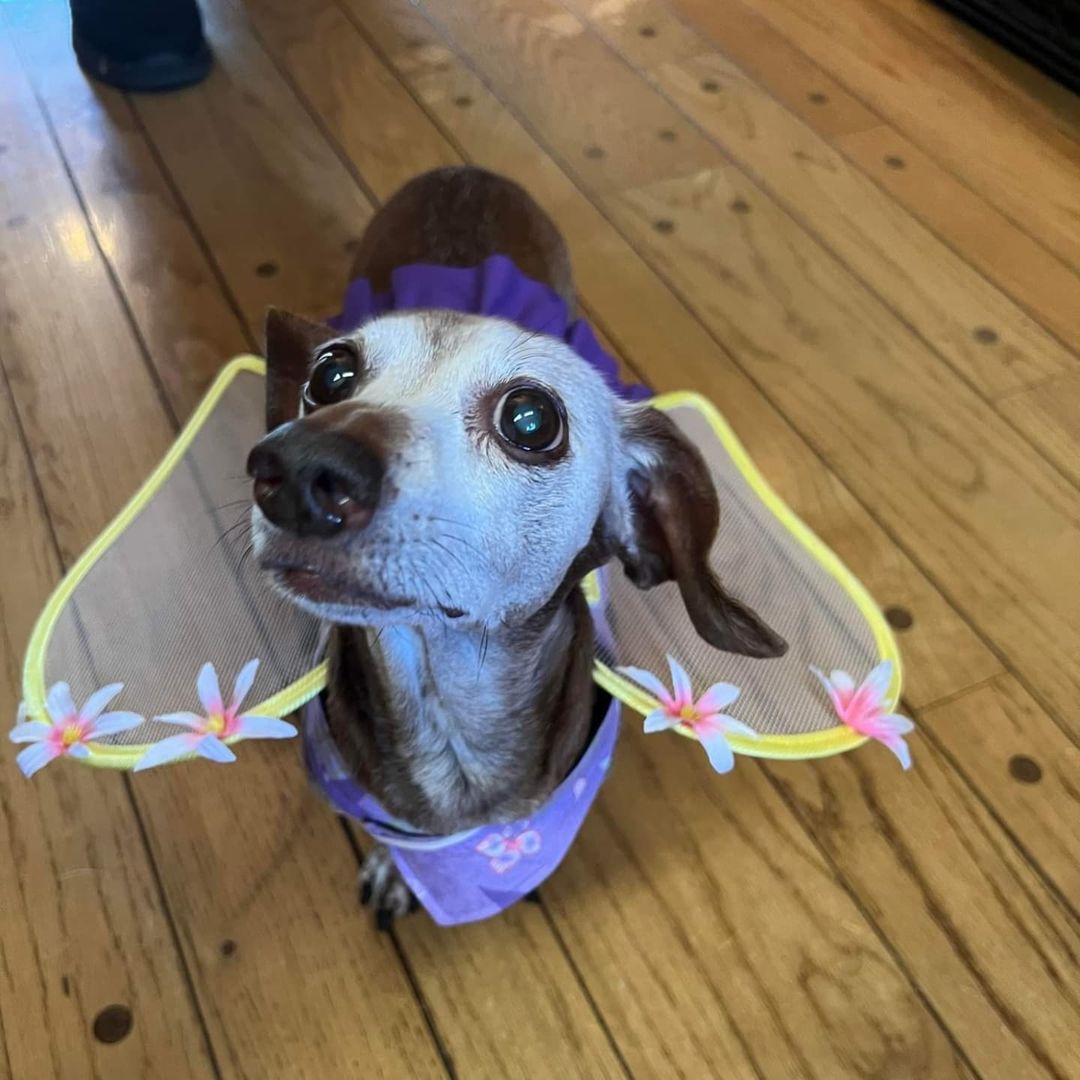 🧚Tinkerbell 🧚 Such a beautiful angel!
<a target='_blank' href='https://www.instagram.com/explore/tags/seniordachshund/'>#seniordachshund</a> <a target='_blank' href='https://www.instagram.com/explore/tags/seniordogs/'>#seniordogs</a> <a target='_blank' href='https://www.instagram.com/explore/tags/dachshunfsofinstagram/'>#dachshunfsofinstagram</a> <a target='_blank' href='https://www.instagram.com/explore/tags/doxiesofinstagram/'>#doxiesofinstagram</a> <a target='_blank' href='https://www.instagram.com/explore/tags/dachshund/'>#dachshund</a> <a target='_blank' href='https://www.instagram.com/explore/tags/doxie/'>#doxie</a> <a target='_blank' href='https://www.instagram.com/explore/tags/happyhalloween/'>#happyhalloween</a> <a target='_blank' href='https://www.instagram.com/explore/tags/halloweenie/'>#halloweenie</a> <a target='_blank' href='https://www.instagram.com/explore/tags/diabeticdog/'>#diabeticdog</a> <a target='_blank' href='https://www.instagram.com/explore/tags/weenie/'>#weenie</a> <a target='_blank' href='https://www.instagram.com/explore/tags/rescuedogsofinstagram/'>#rescuedogsofinstagram</a> <a target='_blank' href='https://www.instagram.com/explore/tags/seniordogsofinstagram/'>#seniordogsofinstagram</a> <a target='_blank' href='https://www.instagram.com/explore/tags/adoptdontshop/'>#adoptdontshop</a> <a target='_blank' href='https://www.instagram.com/explore/tags/adopt/'>#adopt</a> <a target='_blank' href='https://www.instagram.com/explore/tags/angel/'>#angel</a> <a target='_blank' href='https://www.instagram.com/explore/tags/lovedogs/'>#lovedogs</a>