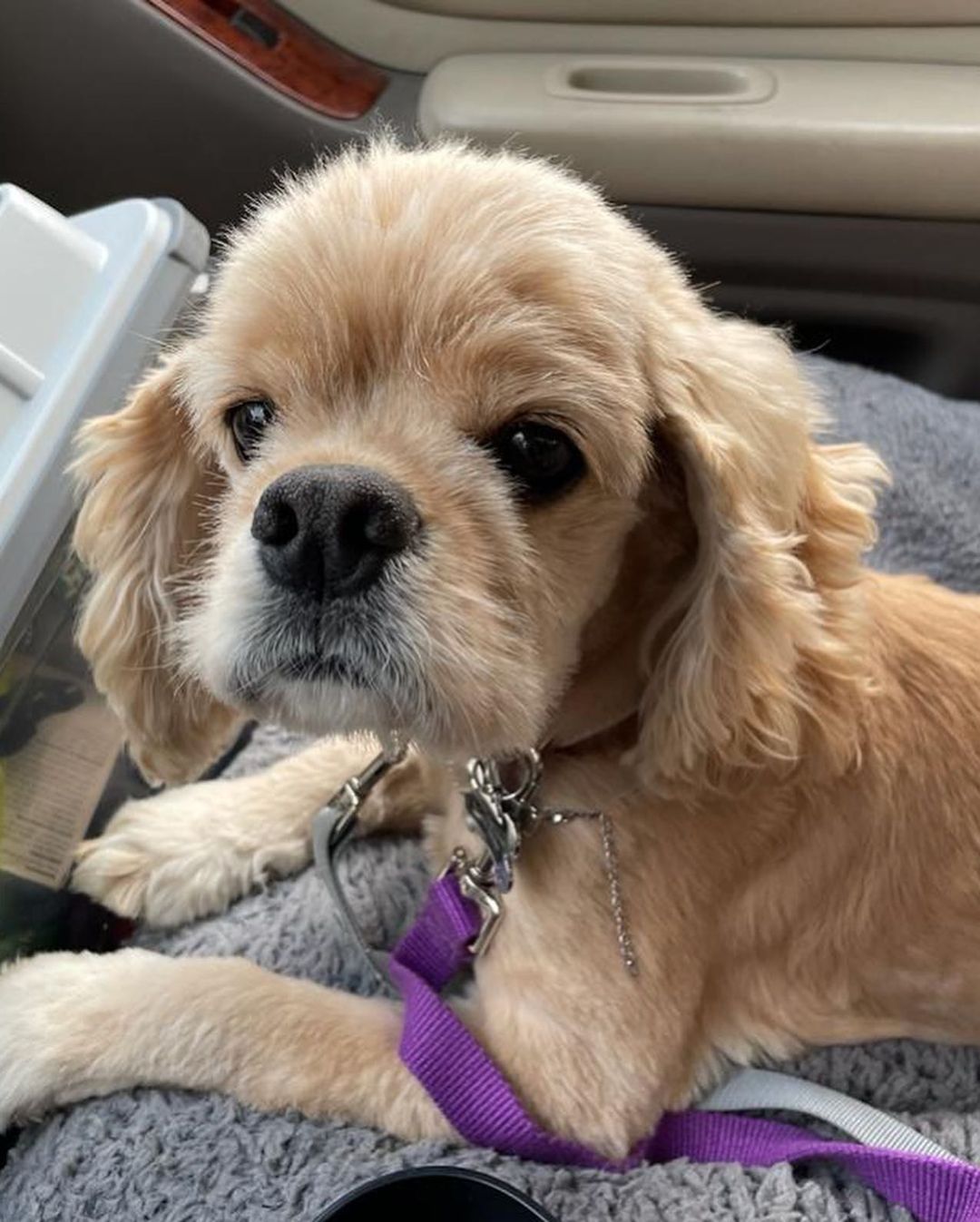 Welcome to America little Peaches! 

This teeny tiny cocker spaniel Freedom Flyer girlie just arrived from South Korea and she is LOVELY! 

She was rescued in South Korea, after living outdoors in a dreary cement yard.  The lady that rescued her moved in next door and would hear Peaches crying and crying at night time because she was so lonely and it was dark out.  So the neighbor would turn on a light and then talk to Peaches out of her window, to try to comfort her.

When the lady asked the neighbor if she would consider relinquishing her dog to a rescue group, the neighbor was eager to do so.  She said that Peaches had belonged to her daughter who had moved out. 

We had guessed Peaches to be around eight and a half years old but we just found out her real birthdate.  She will turn ten years of age on Christmas day! (she doesn't look it, she has a puppy face, doesn't she?)

We are currently taking adoption applications for Peaches.  Please be sure to tell serious adoption inquiries to read the adoption process section here:

CampCocker.com/adoptionprocess 

Spread the word for our recent little Freedom Flyer arrival, Peaches!

<a target='_blank' href='https://www.instagram.com/explore/tags/CompassionHasNoBorders/'>#CompassionHasNoBorders</a> 

<a target='_blank' href='https://www.instagram.com/explore/tags/SaveADogChangeTheWorld/'>#SaveADogChangeTheWorld</a> 

<a target='_blank' href='https://www.instagram.com/explore/tags/TeamPeaches/'>#TeamPeaches</a>
<a target='_blank' href='https://www.instagram.com/explore/tags/freedomflightrescue/'>#freedomflightrescue</a> <a target='_blank' href='https://www.instagram.com/explore/tags/campcockerrescue/'>#campcockerrescue</a> <a target='_blank' href='https://www.instagram.com/explore/tags/cockerspanielnetwork/'>#cockerspanielnetwork</a>