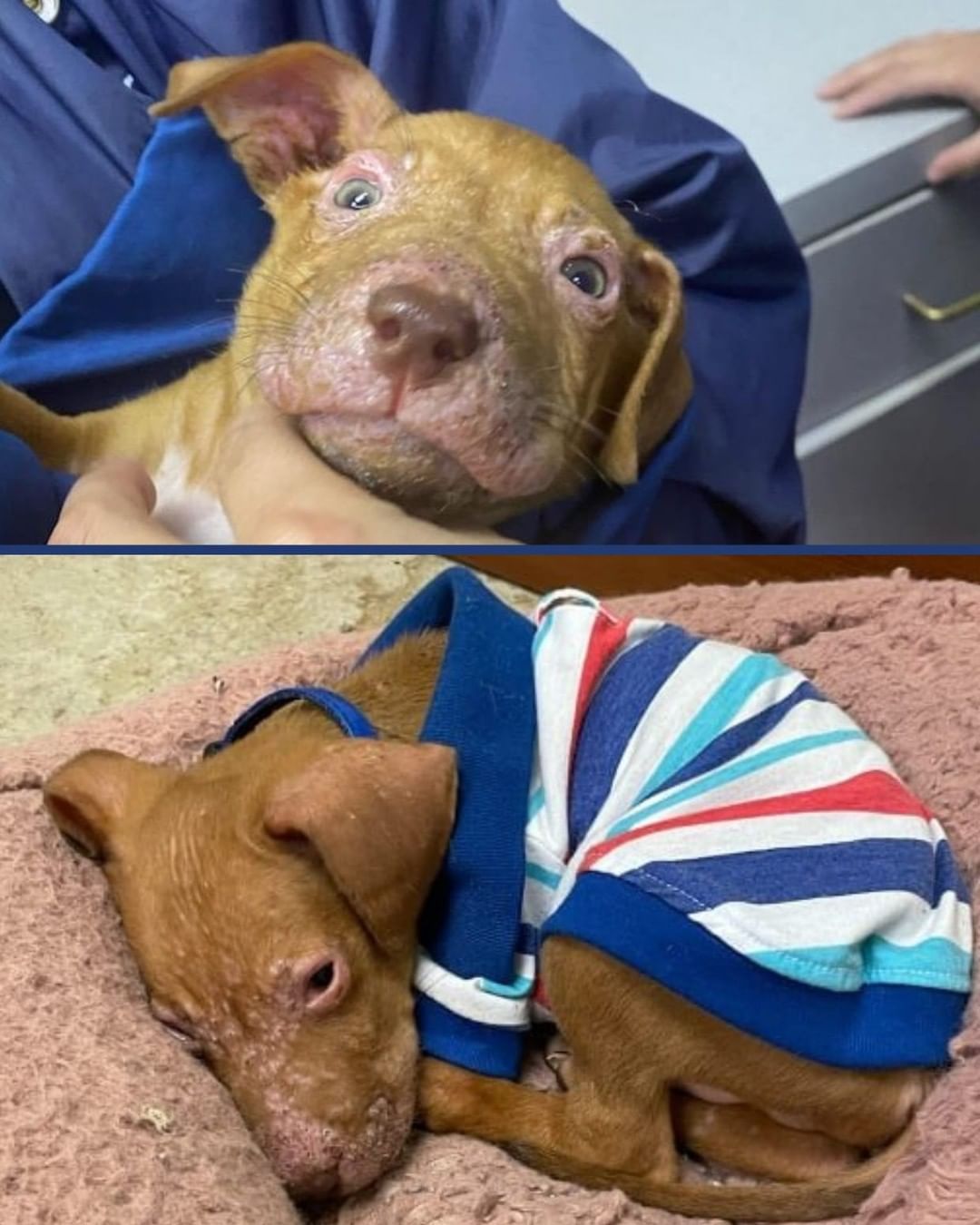 Who remembers little Albert? 🙋 He joined the rescue about five weeks ago, lethargic, weak, and painful due to a condition called Puppy Strangles. 🏥 With proper medical care, sweet Albert is back on his feet and enjoying puppy life. 🐾 Although Albert has some adoption interest already, we couldn't resist sharing these adorable transformation photos. Just look at those EARS! 😍
.
.
.
.
.
.
.
<a target='_blank' href='https://www.instagram.com/explore/tags/EARS/'>#EARS</a> <a target='_blank' href='https://www.instagram.com/explore/tags/adoptdontshop/'>#adoptdontshop</a> <a target='_blank' href='https://www.instagram.com/explore/tags/adoptalbert/'>#adoptalbert</a> <a target='_blank' href='https://www.instagram.com/explore/tags/criticalcarerescue/'>#criticalcarerescue</a> <a target='_blank' href='https://www.instagram.com/explore/tags/urgentmedicalrescue/'>#urgentmedicalrescue</a> <a target='_blank' href='https://www.instagram.com/explore/tags/adopt/'>#adopt</a> <a target='_blank' href='https://www.instagram.com/explore/tags/foster/'>#foster</a> <a target='_blank' href='https://www.instagram.com/explore/tags/volunteer/'>#volunteer</a> <a target='_blank' href='https://www.instagram.com/explore/tags/donate/'>#donate</a> <a target='_blank' href='https://www.instagram.com/explore/tags/support/'>#support</a> <a target='_blank' href='https://www.instagram.com/explore/tags/share/'>#share</a> <a target='_blank' href='https://www.instagram.com/explore/tags/tag/'>#tag</a> <a target='_blank' href='https://www.instagram.com/explore/tags/501c3/'>#501c3</a> <a target='_blank' href='https://www.instagram.com/explore/tags/nonprofit/'>#nonprofit</a>  <a target='_blank' href='https://www.instagram.com/explore/tags/dogrescue/'>#dogrescue</a>  <a target='_blank' href='https://www.instagram.com/explore/tags/orlandodogrescue/'>#orlandodogrescue</a> <a target='_blank' href='https://www.instagram.com/explore/tags/rescuedog/'>#rescuedog</a> <a target='_blank' href='https://www.instagram.com/explore/tags/love/'>#love</a> <a target='_blank' href='https://www.instagram.com/explore/tags/rescue/'>#rescue</a>  <a target='_blank' href='https://www.instagram.com/explore/tags/family/'>#family</a> <a target='_blank' href='https://www.instagram.com/explore/tags/orlando/'>#orlando</a> <a target='_blank' href='https://www.instagram.com/explore/tags/orlandodogs/'>#orlandodogs</a> <a target='_blank' href='https://www.instagram.com/explore/tags/centralfloridarescue/'>#centralfloridarescue</a> <a target='_blank' href='https://www.instagram.com/explore/tags/allbreedrescue/'>#allbreedrescue</a> <a target='_blank' href='https://www.instagram.com/explore/tags/fosteringsaveslives/'>#fosteringsaveslives</a> <a target='_blank' href='https://www.instagram.com/explore/tags/dogsoforlando/'>#dogsoforlando</a>  <a target='_blank' href='https://www.instagram.com/explore/tags/fosters/'>#fosters</a> <a target='_blank' href='https://www.instagram.com/explore/tags/animallovers/'>#animallovers</a> <a target='_blank' href='https://www.instagram.com/explore/tags/fosterdog/'>#fosterdog</a> <a target='_blank' href='https://www.instagram.com/explore/tags/doglover/'>#doglover</a>